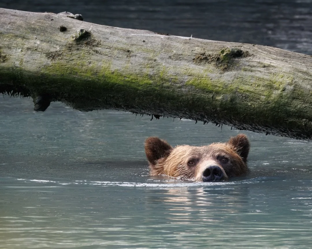While her cubs worked the river in search of salmon, Lucky rested beneath a log in the cool waters of Toba Inlet, never taking her eyes off them for long. Watching a mother bear balance rest and vigilance was one of the highlights of our time at Klah