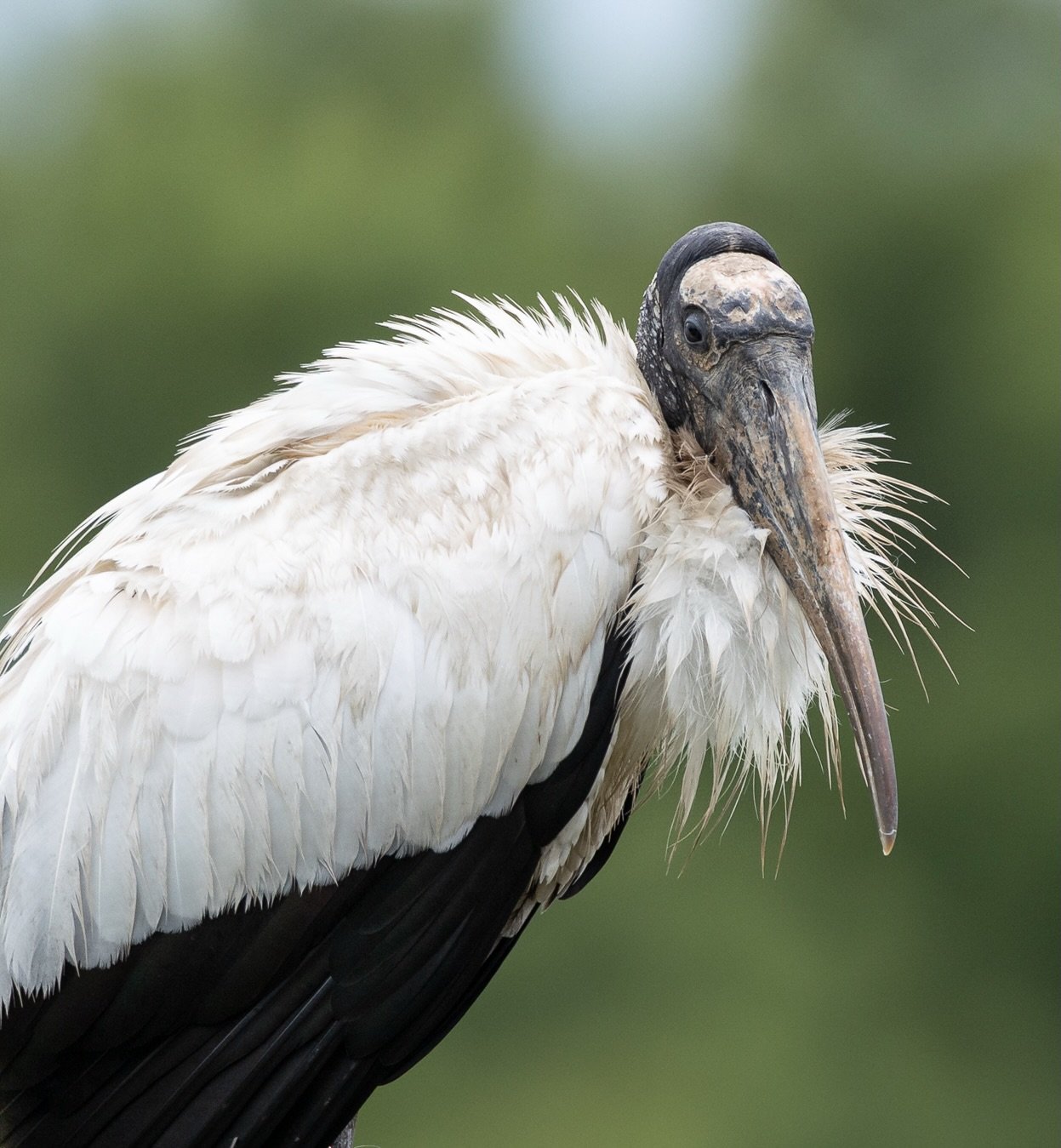 The Wood Stork may not win any beauty contests, but, like the vultures I love so much, I find them fascinating! 

Standing over 4 feet tall with a wingspan of more than 5 feet, it&rsquo;s one of the largest wading birds in North America. The textures