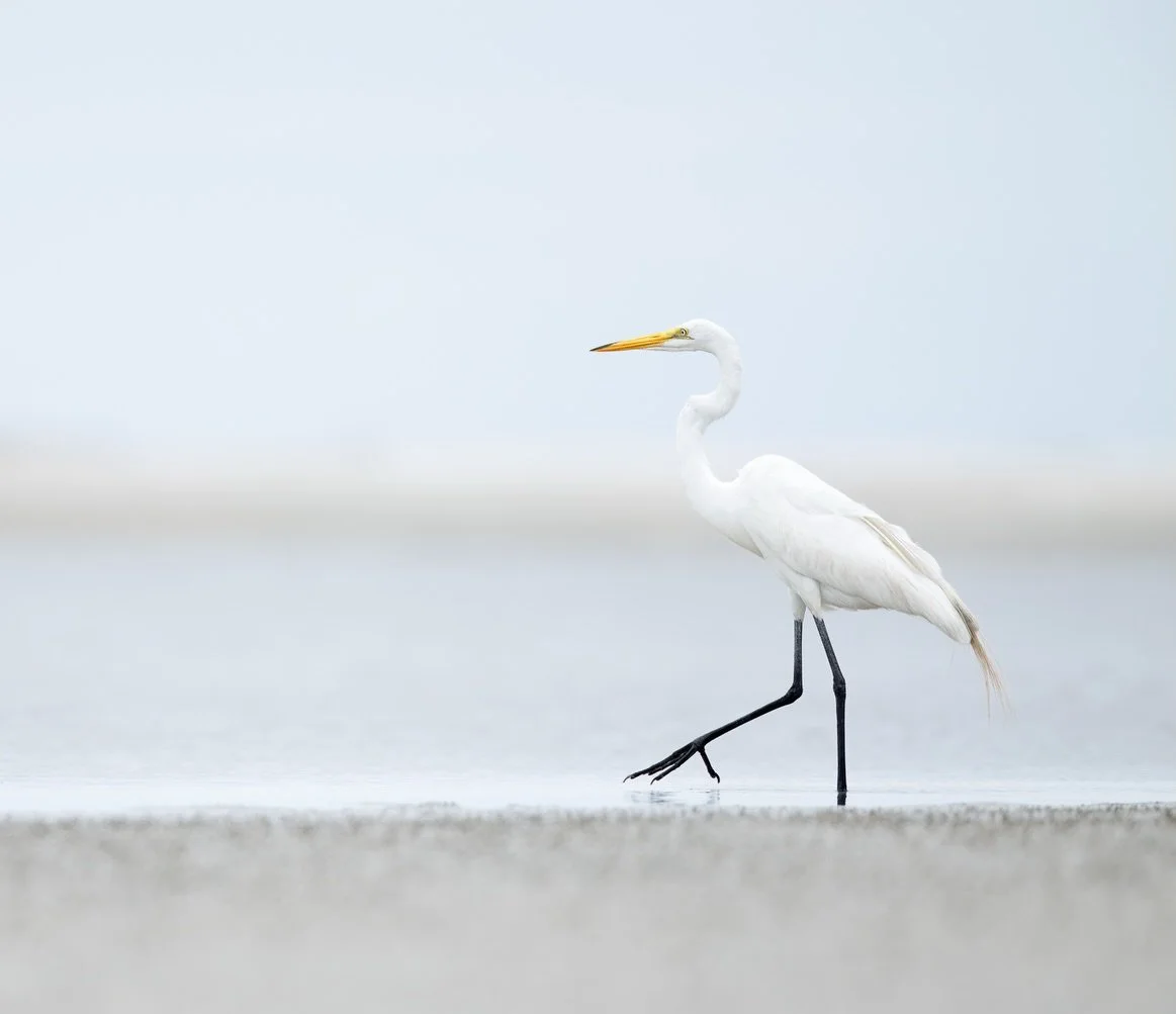 I loved seeing the Great Egrets and Snowy Egrets together when I was in South Carolina! From a distance, they can look pretty similar, but side by side, the size difference is striking. Great Egrets stand nearly 3 feet tall, while Snowy Egrets are no