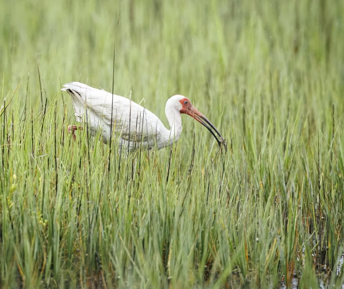 American White Ibis

According to my very non-scientific research, American White Ibises don&rsquo;t rely much on sight when they hunt. Their curved bills are filled with sensitive nerve endings that allow them to feel prey hidden beneath the mud and