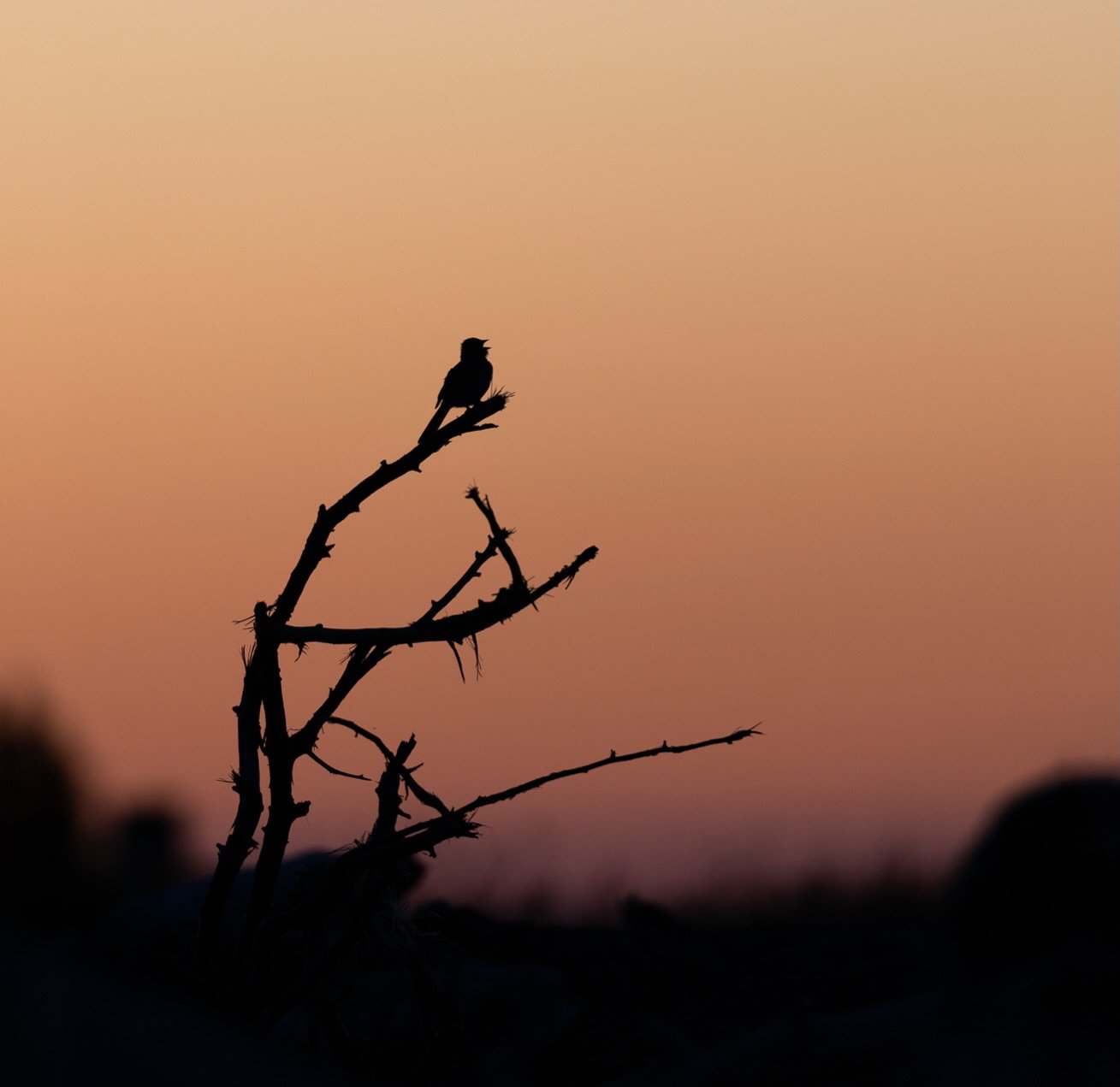 It was a stunning sunrise on the Washington coast, and this little guy gave me the perfect opportunity for a silhouette.

Shot on: @CanonUSA, R5 Mark ii, 100-300L, 1.4x
Location: Ocean Shores, WA

#birdsilhouette #pnwwildlife #canonphotography #sunri