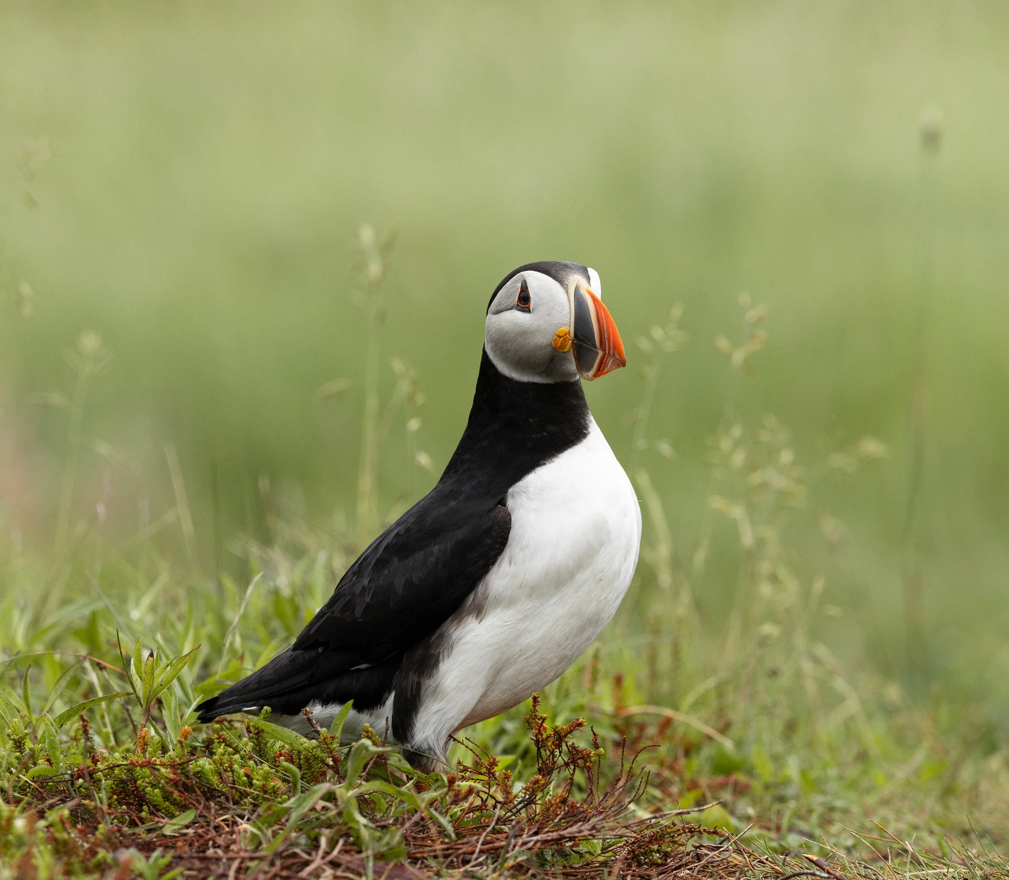 Newfoundland Puffins - with Travis Layton (Trav in the Bush)