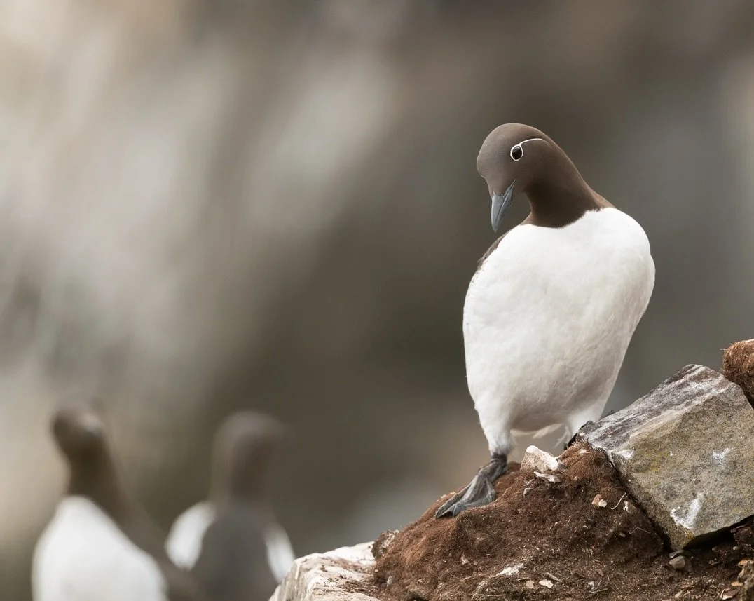 The bridled murre.  Oh my, the murres!  Never would I have thought that when I headed to Newfoundland to capture puffins, I would fall in love with these little beauties.

During breeding season, Newfoundland&rsquo;s population of the pelagic common 