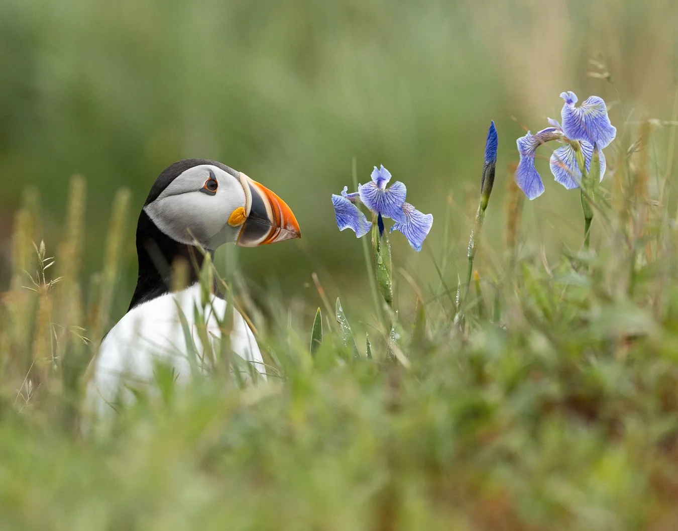 A year ago, I had to Google what a puffin looked like. Today, I can tell you that I am now a HUGE puffin fan! I just love these curious, goofy, and beautiful little pelagic cuties.

Earlier this summer, I traveled to Newfoundland with Trav in the Bus