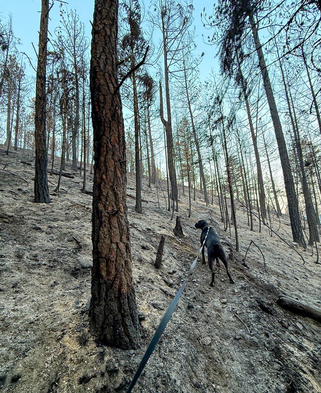 I didn't want to go.

For days, I avoided the trails that had become part of who I was.

After the Spokane Complex Fire, I wasn't sure I was ready to see what remained of the woods I loved, the wildlife I worried about, and the place that had become 