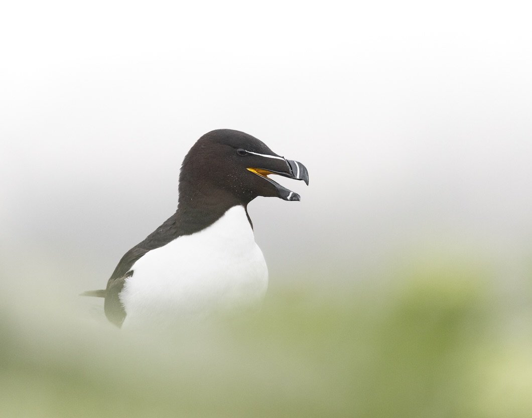 We didn&rsquo;t get to spend much time with Razorbills during our trip to Newfoundland. They tended to stay on the distant cliffs around the gannet colony, and most of our attention was on the gannets and murres.  But for a few minutes, one bird gave