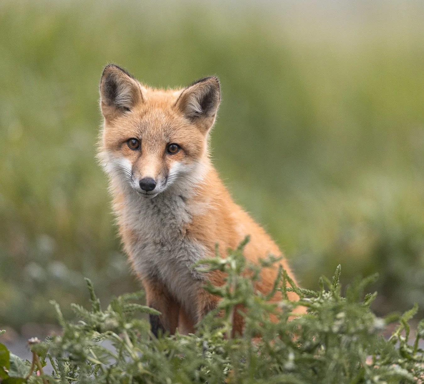Not sure how you could get much cuter than this little guy.

Shot on: @CanonUSA, R5 Mark ii, RF 100-300L
Location: Elliston, Newfoundland

#newfoundlandwildlife #canonwildlife #canonphotography #foxkit #fox