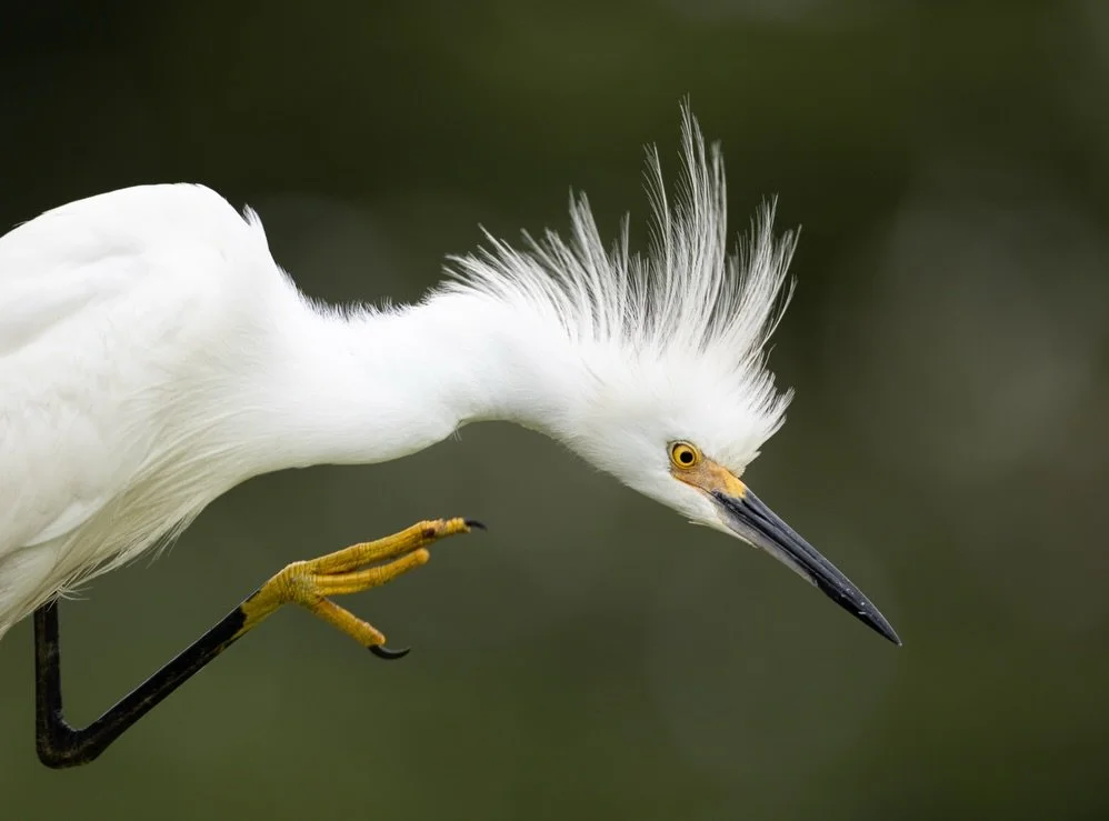 A little elegance, a little attitude. Snowy Egrets are hard to miss with their brilliant white feathers, striking yellow eyes, and delicate breeding plumes. I photographed this beauty at Cypress Wetlands in South Carolina.

Shot on: @CanonUSA, R5 Mar