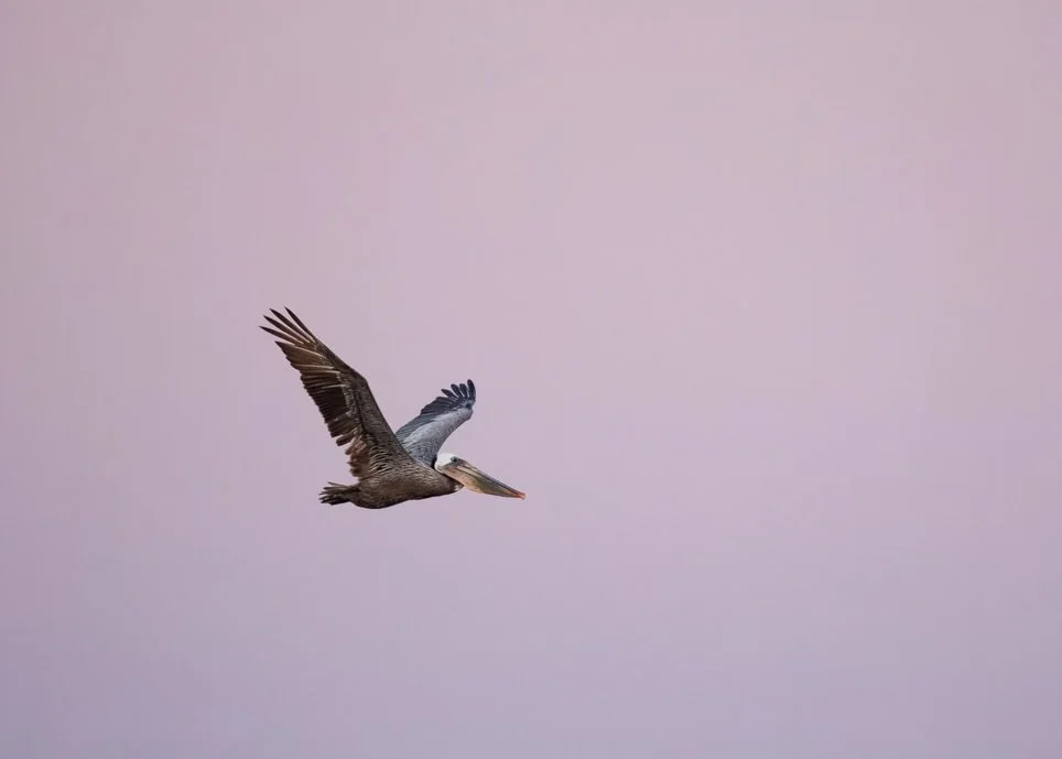 Brown pelicans aren&rsquo;t a species I get to photograph very often in Washington, as we don&rsquo;t have them on the east side of the state, so finding this one in Ocean Shores this past June was a treat. Trevor and I had spent a few days on the co