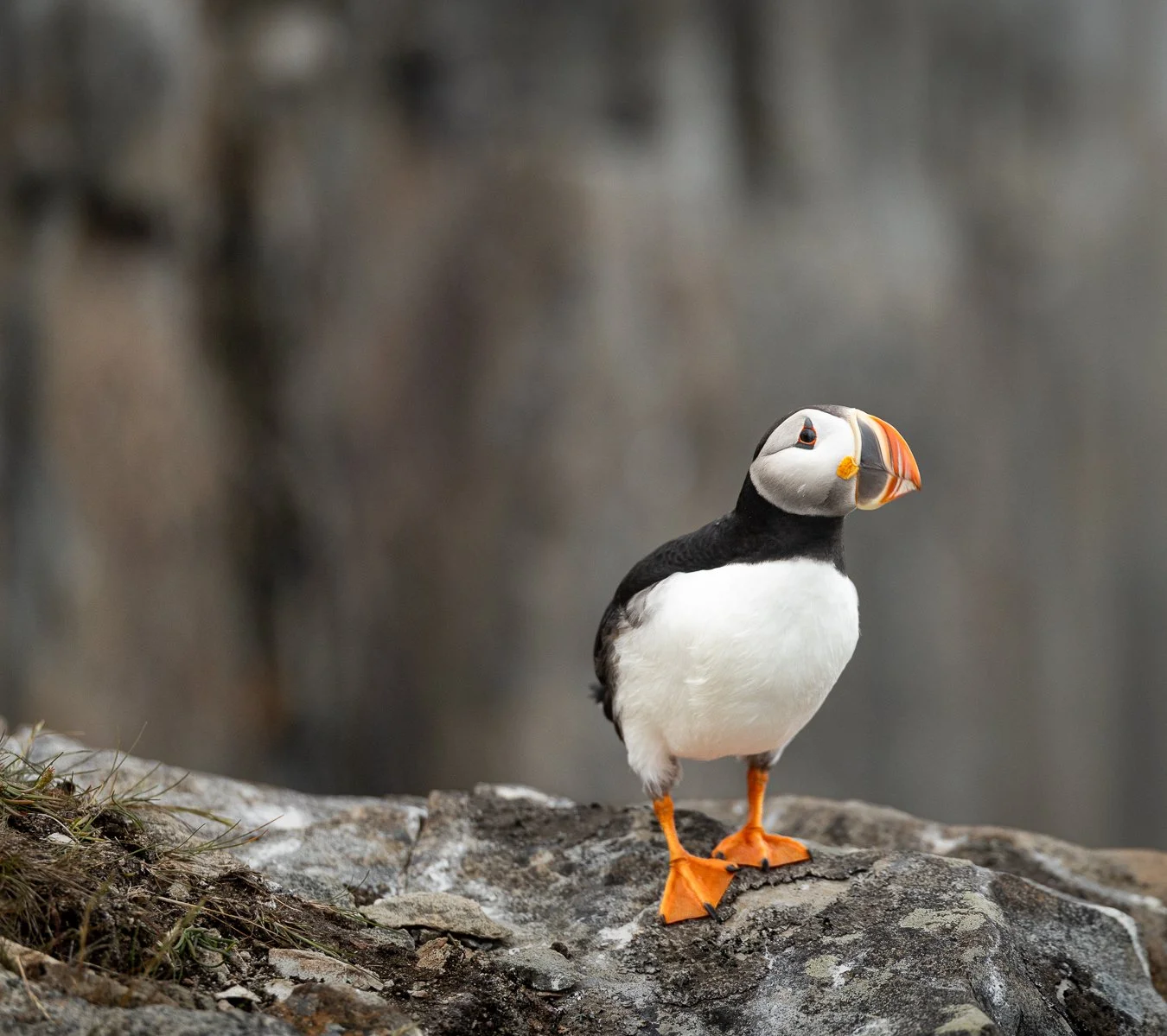 I know I'm supposed to be looking at that colorful bill... but can we talk about those feet? 😍

Shot on: @CanonUSA, R5 Mark ii, RF 100-300L
Location: Newfoundland

#AtlanticPuffin #PuffinPhotography #CanonWildlife #WildlifePhotography #NewfoundlandW
