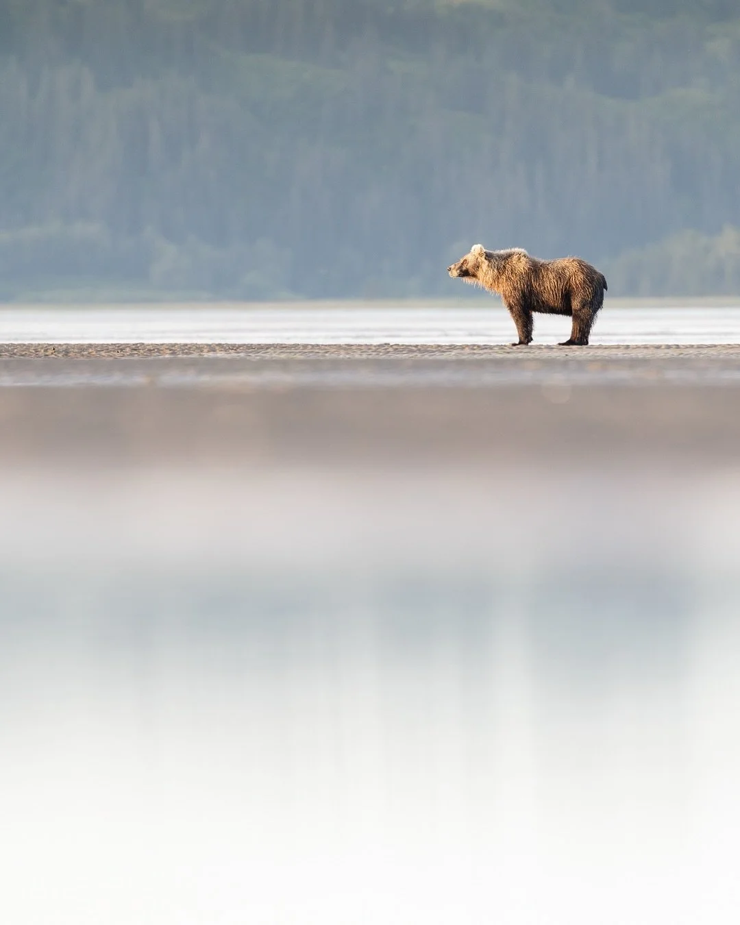 One of the challenges of wildlife photography is accepting the shot you&rsquo;re given. The light. The distance. The conditions. What are you going to do with them?

This bear existed quietly in the late-morning sun, far enough away that even 420mm f