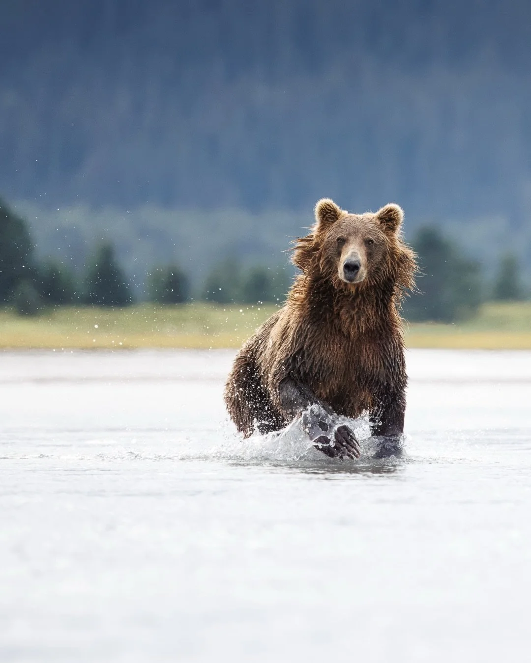 Serving wilderness runway model vibes from Lake Clark National Park. 🐻

Shot on: @CanonUSA, R5 Mark ii, RF 100-300L, 2x
Guide: @Kristoffdruvawildlife

#BearWalk #WildlifeRunway #SalmonSeasonStyle #LakeClarkMagic #FurFlippingFabulous