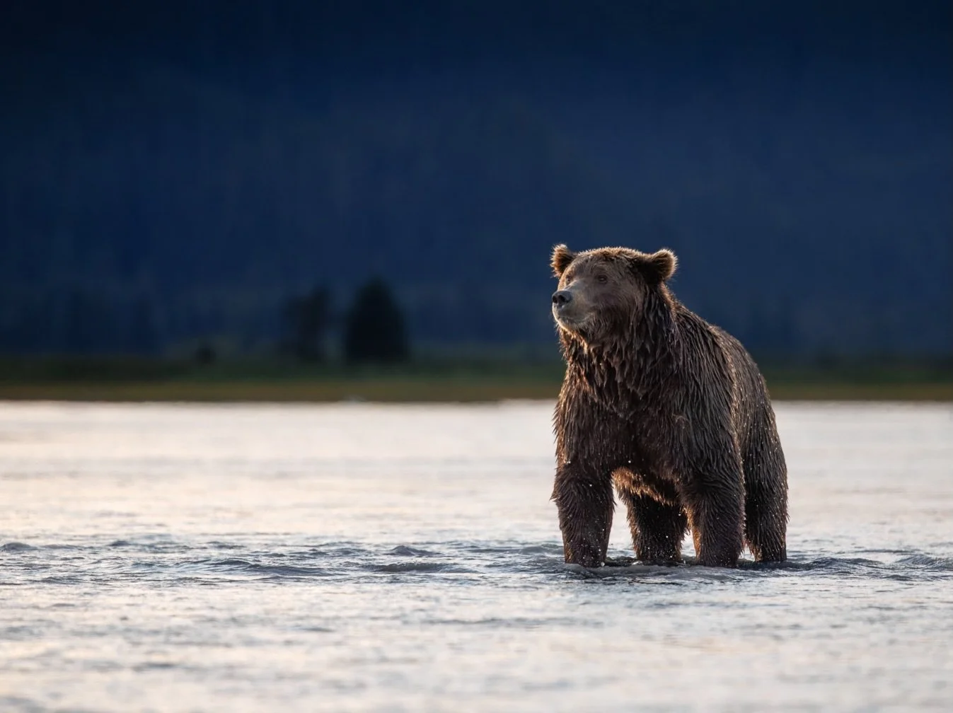 As I grow as a photographer, I am learning that there are many ways to use light. Some are dramatic. Some are subtle. Some are moody.

Sometimes it&rsquo;s simply to add a touch of separation, depth, and texture.

This beautiful bear stepped into the