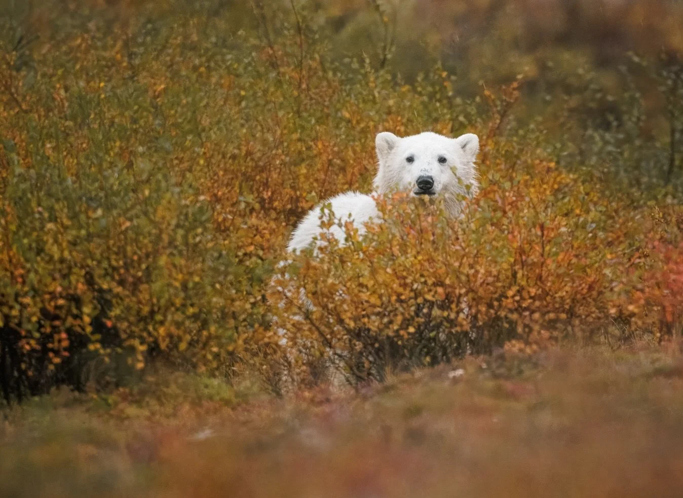 Most people associate Churchill polar bears with snow and ice.

I went looking for fall colors. 

I love the dichotomy! The idea of seeing a white polar bear surrounded by reds, oranges, and golds of the tundra fascinated me, and after spending a wee