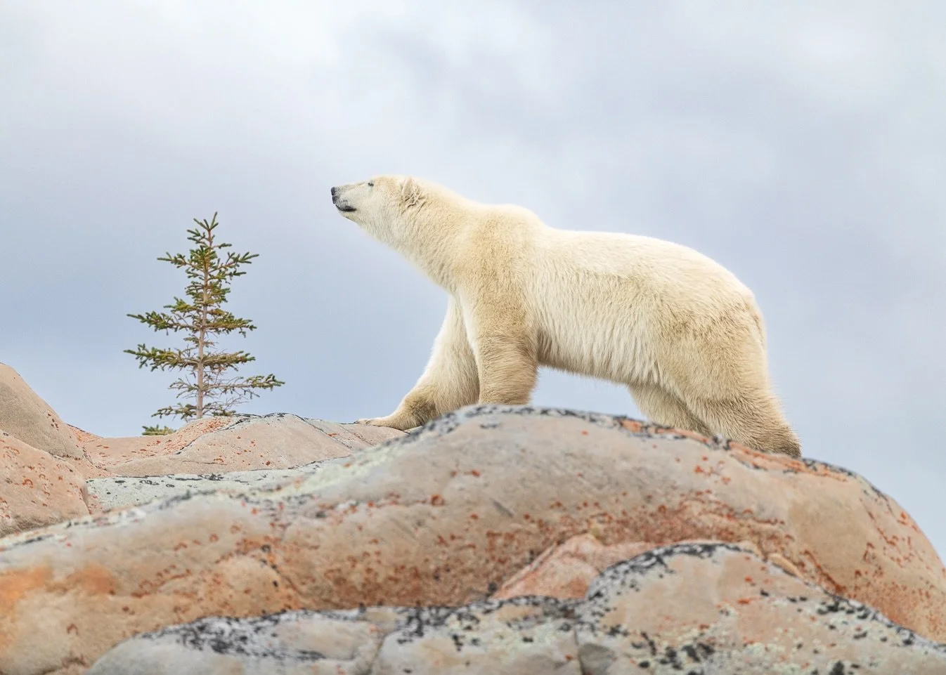 A beautiful polar bear, a rocky ridge, and threatening clouds overhead. Churchill delivered another unforgettable moment.

Shot on: @CanonUSA, R5 Mark ii, RF 100-300L, 2x
Location: Churchill, Manitoba
Workshop: @sergiushannan_photography and @krisluc