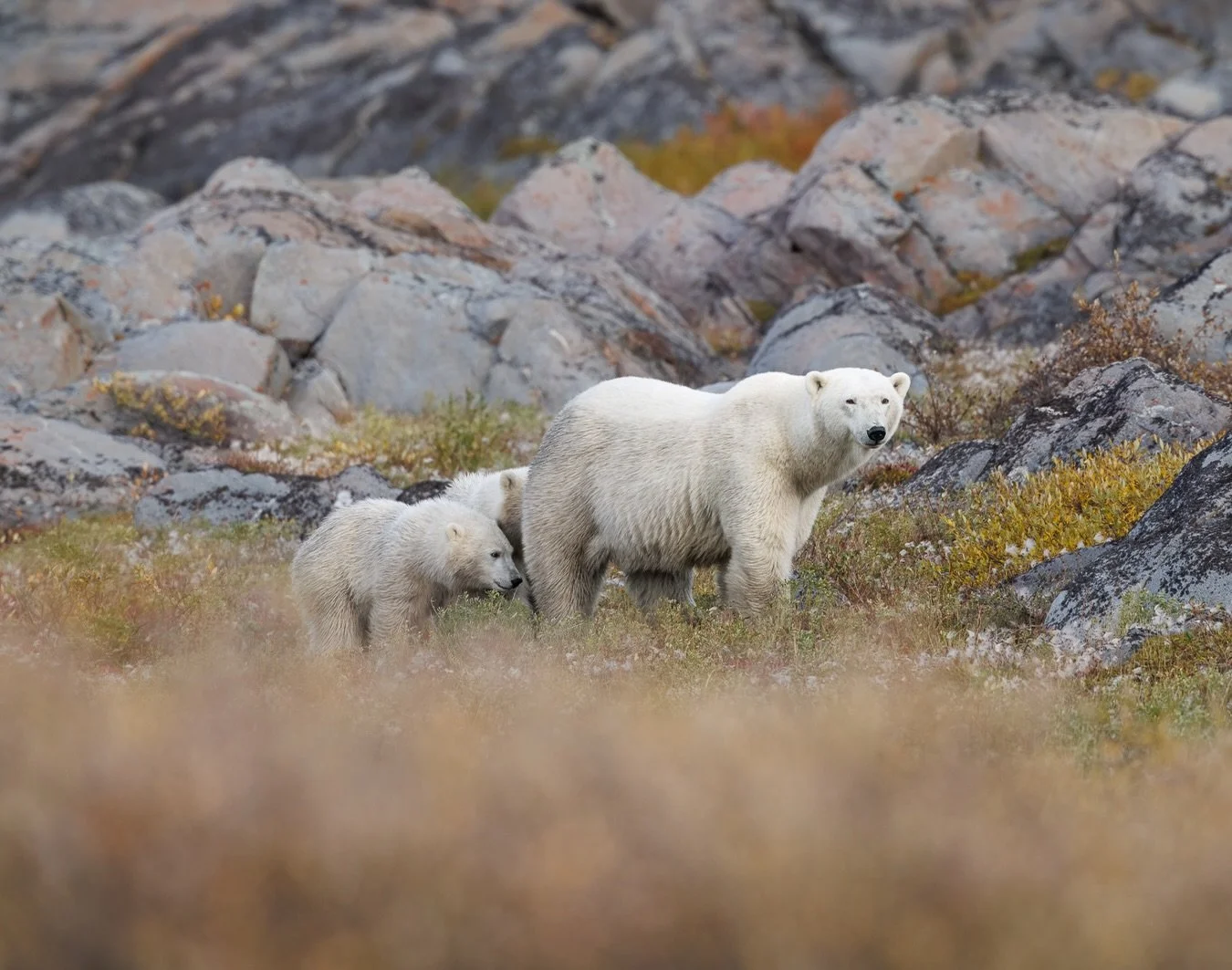 I went to Churchill expecting the polar bears to be the only story.

What I didn&rsquo;t expect was how much I would fall in love with everything surrounding them.

The colors, the tundra, the shoreline, the enormous stretches of Hudson Bay...and tho