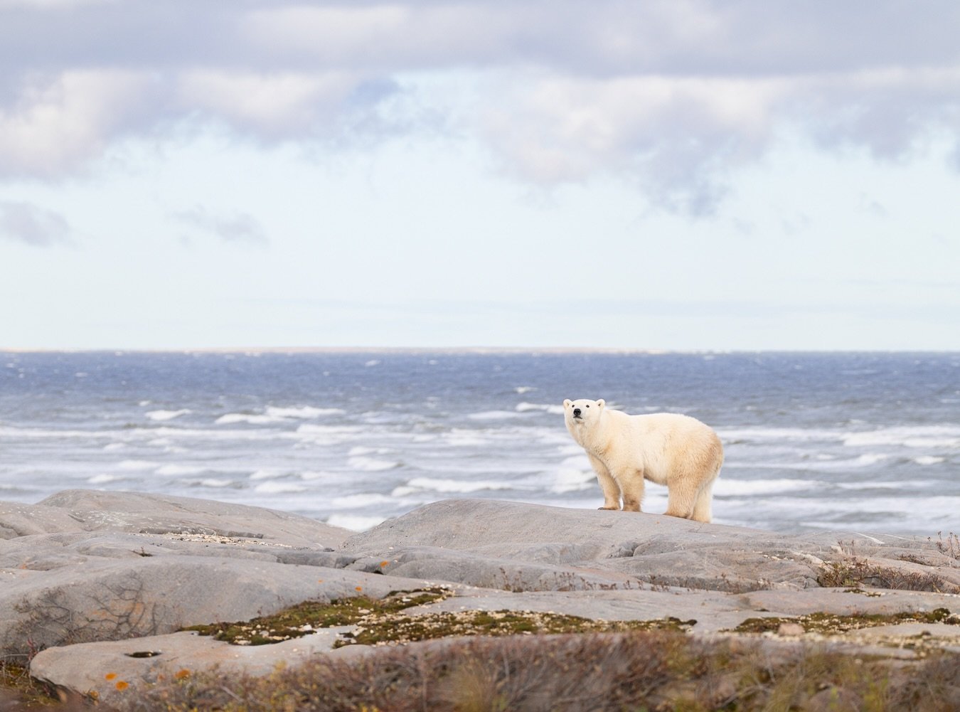 One of the photographs I hoped to make in Churchill wasn&rsquo;t a close-up of a polar bear. It was this.

Going into the trip, I really wanted to photograph the bears in a way that showed their relationship with Hudson Bay. There is something about 