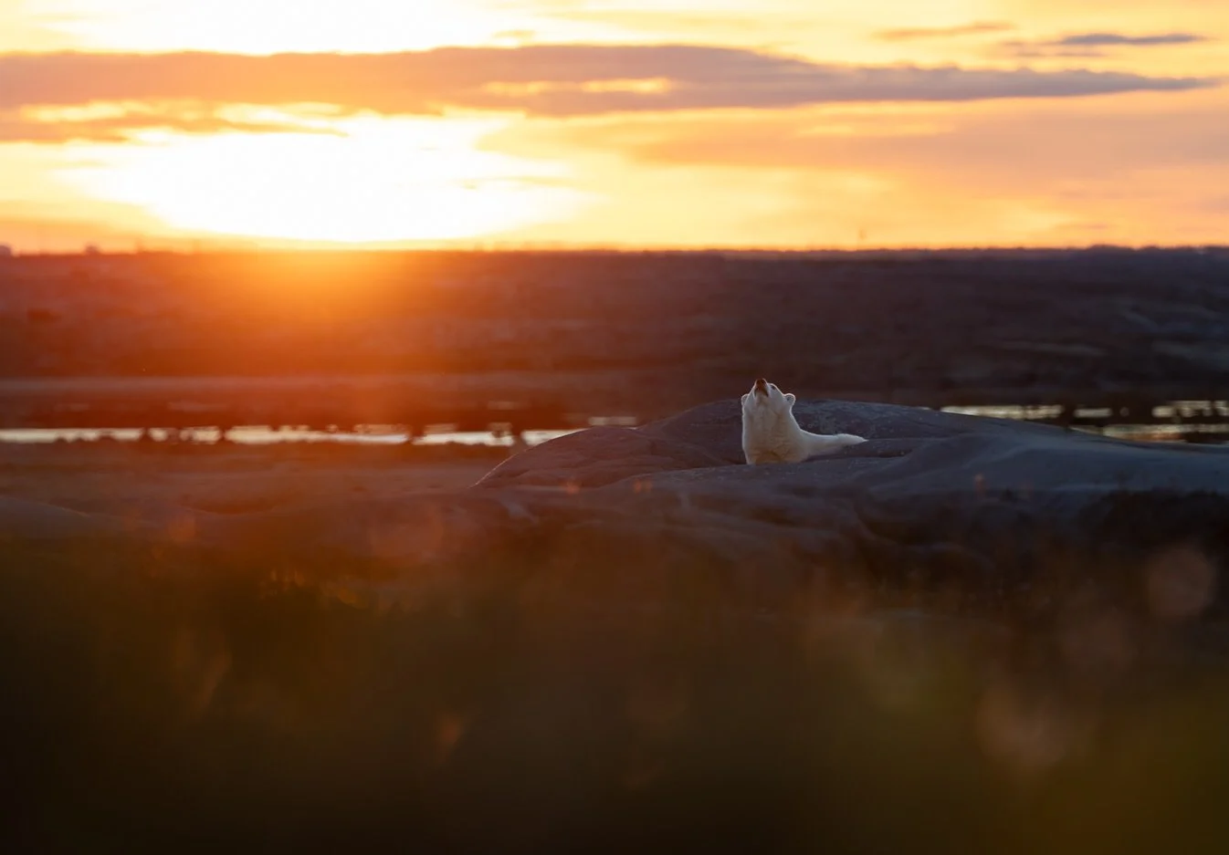Churchill had been producing stunning sunsets all week, but each night we had struck out on finding a subject in front of all those oranges, reds and yellows.

On the last day of our time in Churchill, we saw this beauty on the rocks earlier in the d