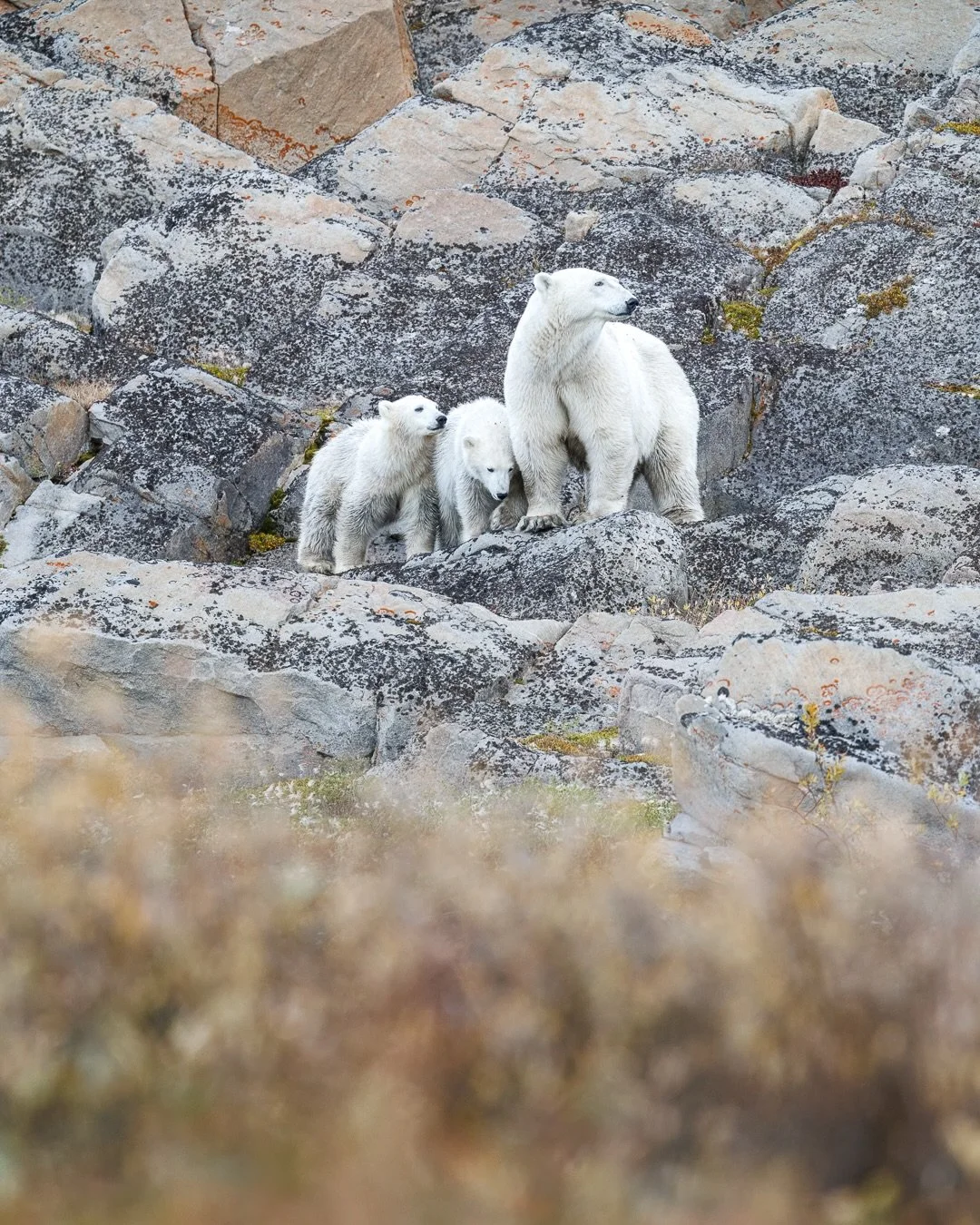 We met this beautiful mama and her two cubs on the very first day of our time in Churchill, and I was absolutely over the moon.

I couldn&rsquo;t believe we were getting such an incredible opportunity to just watch the three of them together, taking 