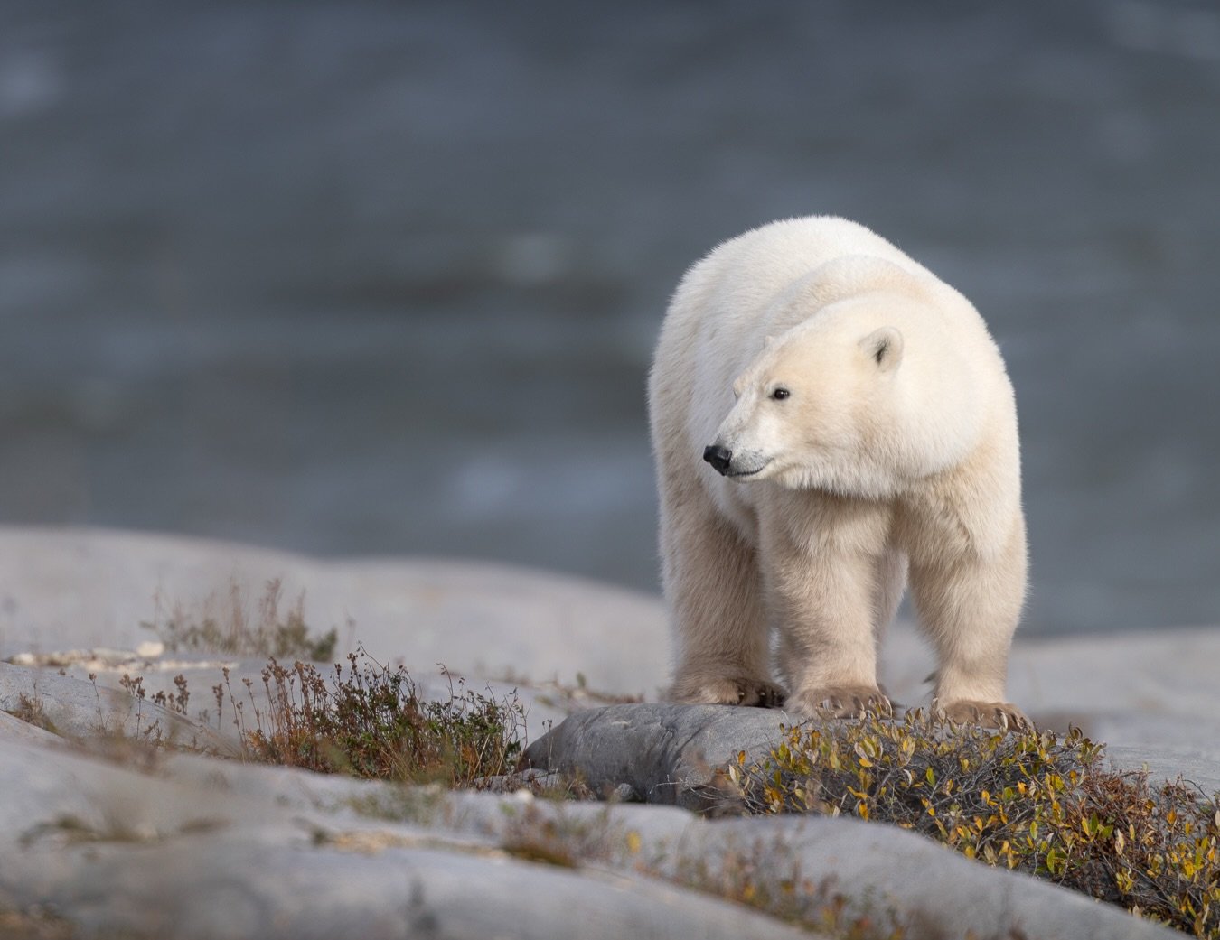I mean...come on. Just look at that fur. ❤️

I had read that polar bears weren&rsquo;t actually white, but photographing them gave me a whole new appreciation for just how beautiful their coats really are. Their individual hairs are essentially trans