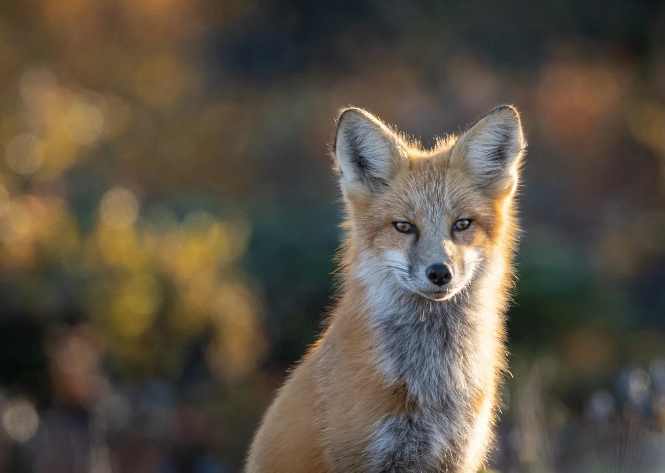 Churchill may be known for its polar bears, but they certainly aren&rsquo;t the only ones stealing the show. ❤️

We came across this beautiful red fox one evening, and what started as a quick wildlife sighting turned into quite the little photo sessi