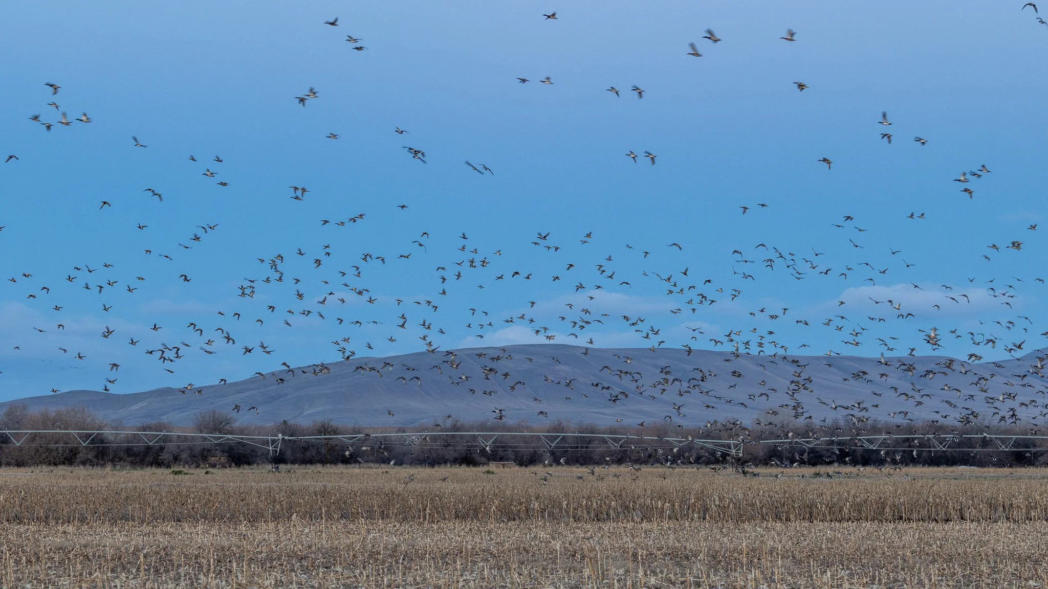 Hundreds of ducks flying over the field at Barker Ranch.