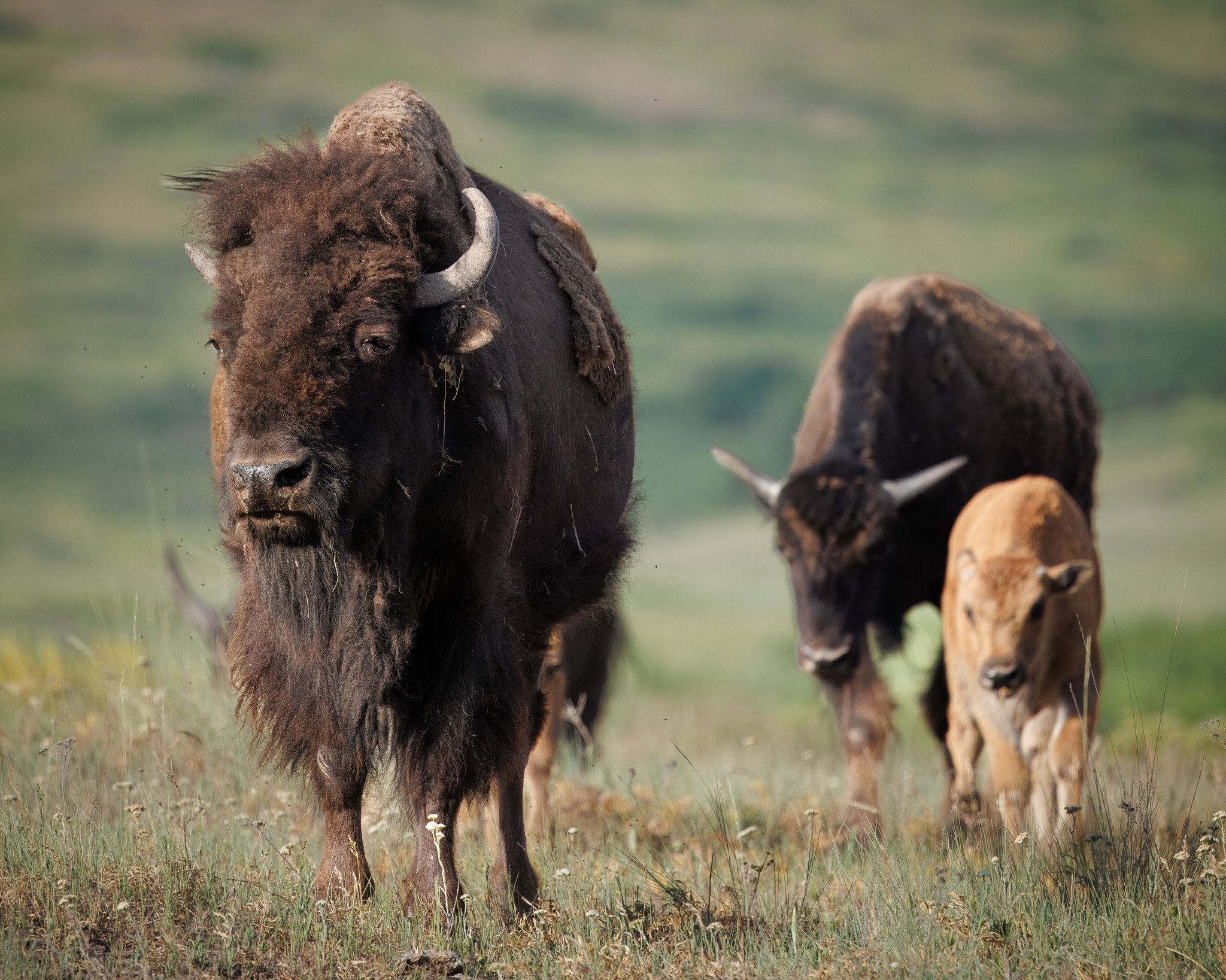 Group of plains bison, including a calf, walking through grassland at the CSKT Bison Range in Montana.