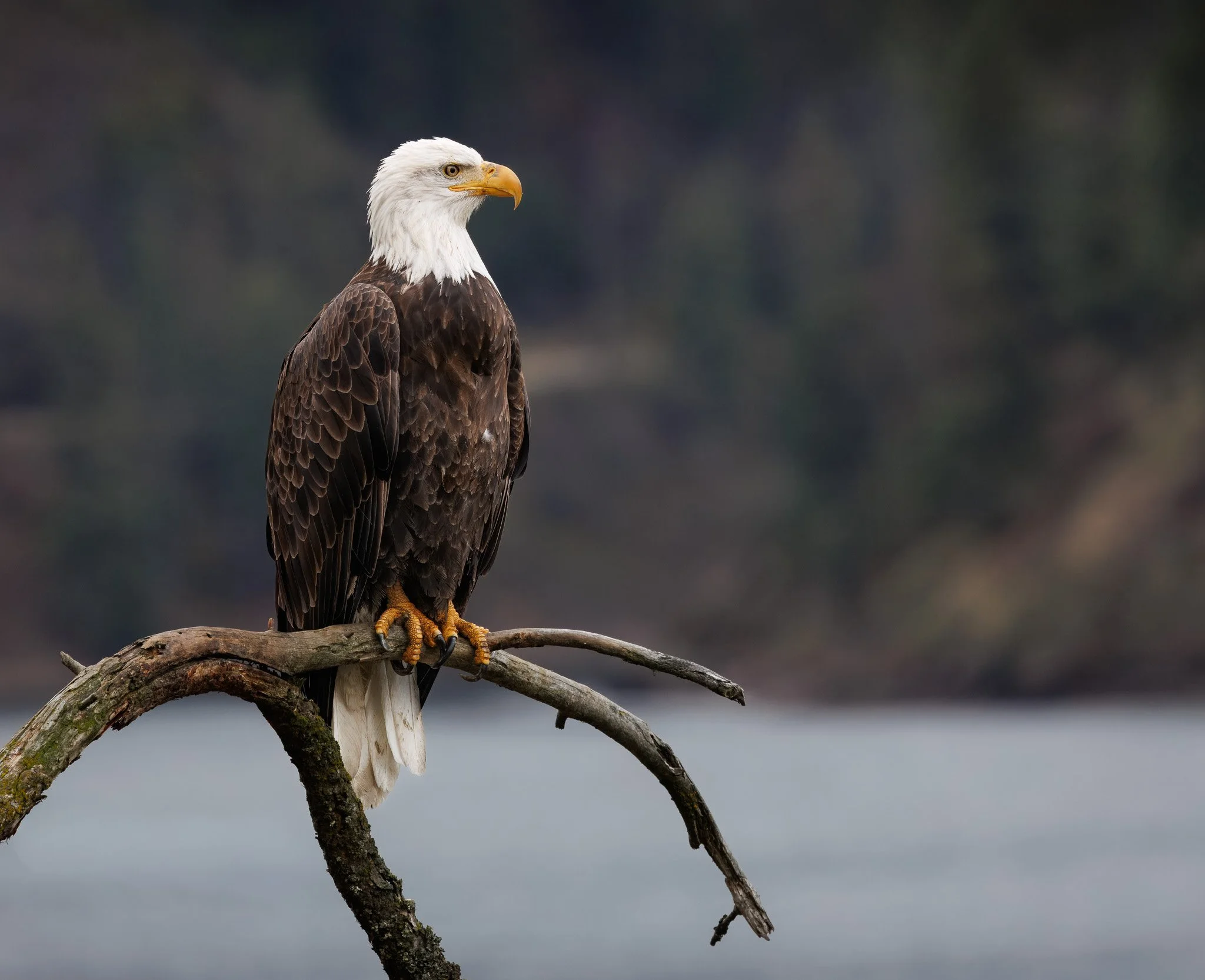 Bald Eagle on a branch at Higgens point in north Idaho.