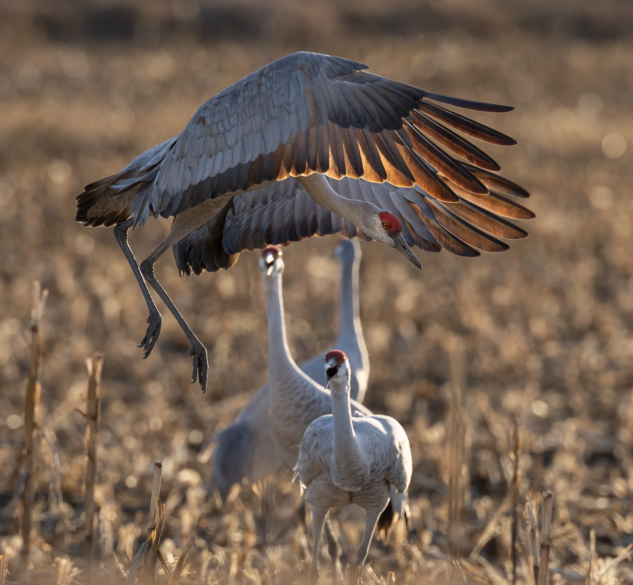 INCOMING
sandhill cranes, west richland, wa
