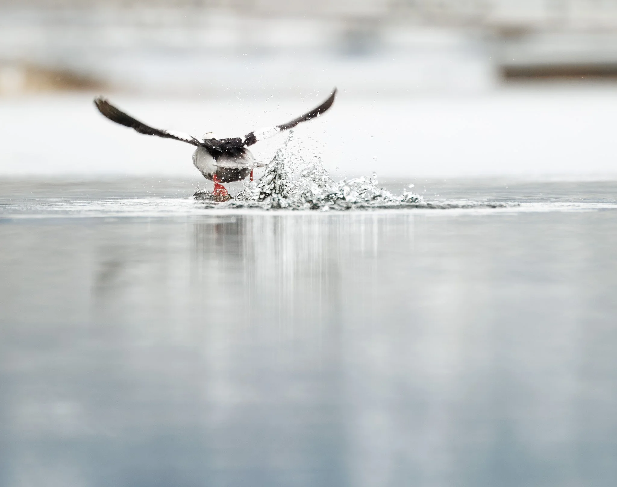 SPLASH
bufflehead, fernan lake, id