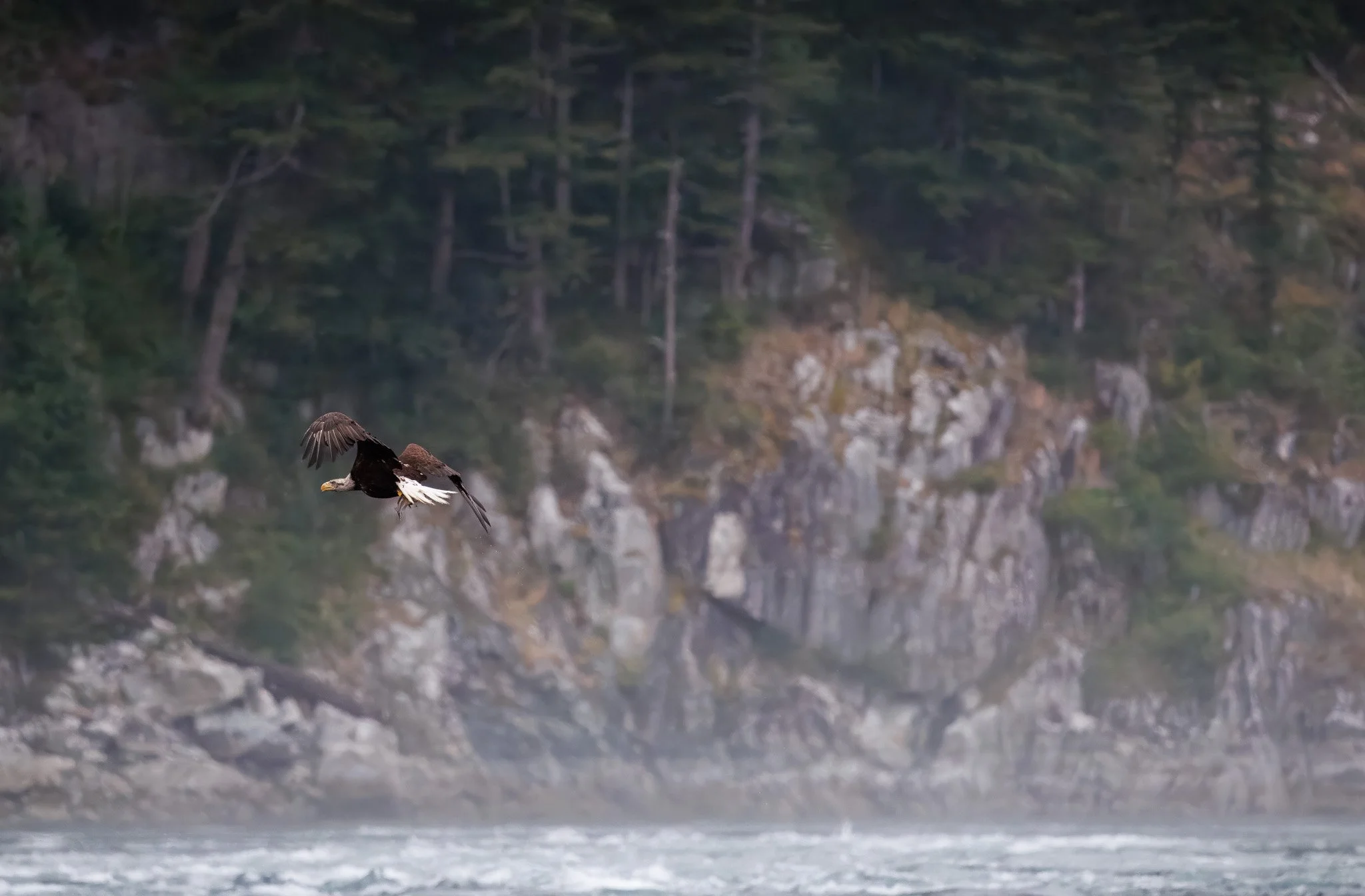 Bald Eagle small in frame (SIF) with rocky and treed background.