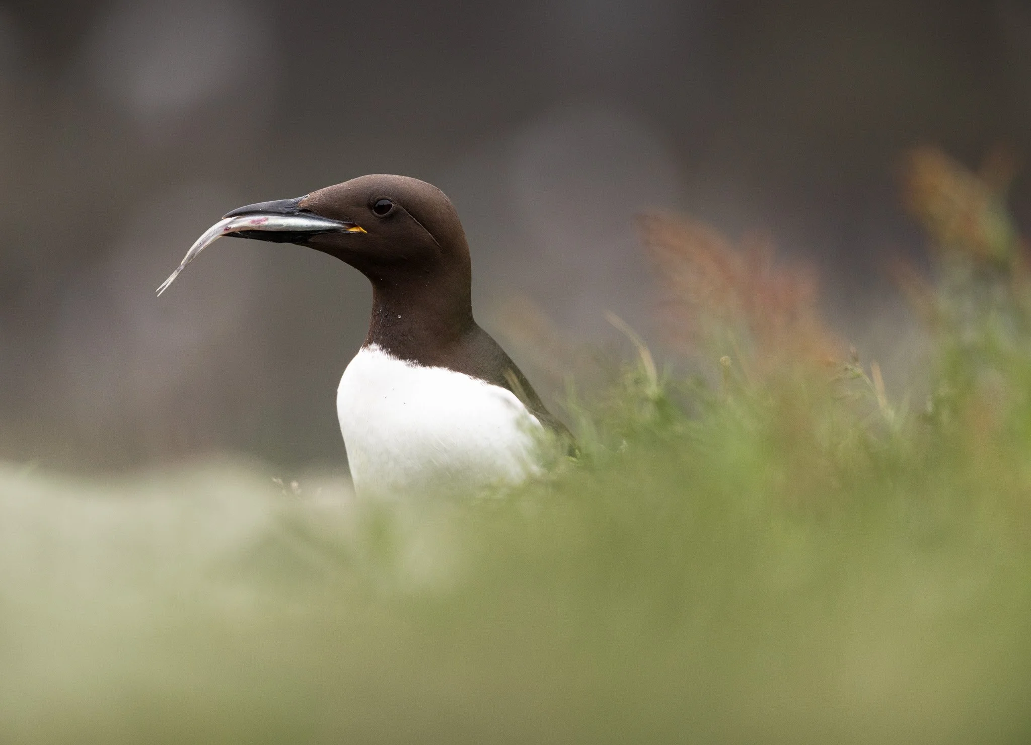Murre with a fish in its mouth in Newfoundland.