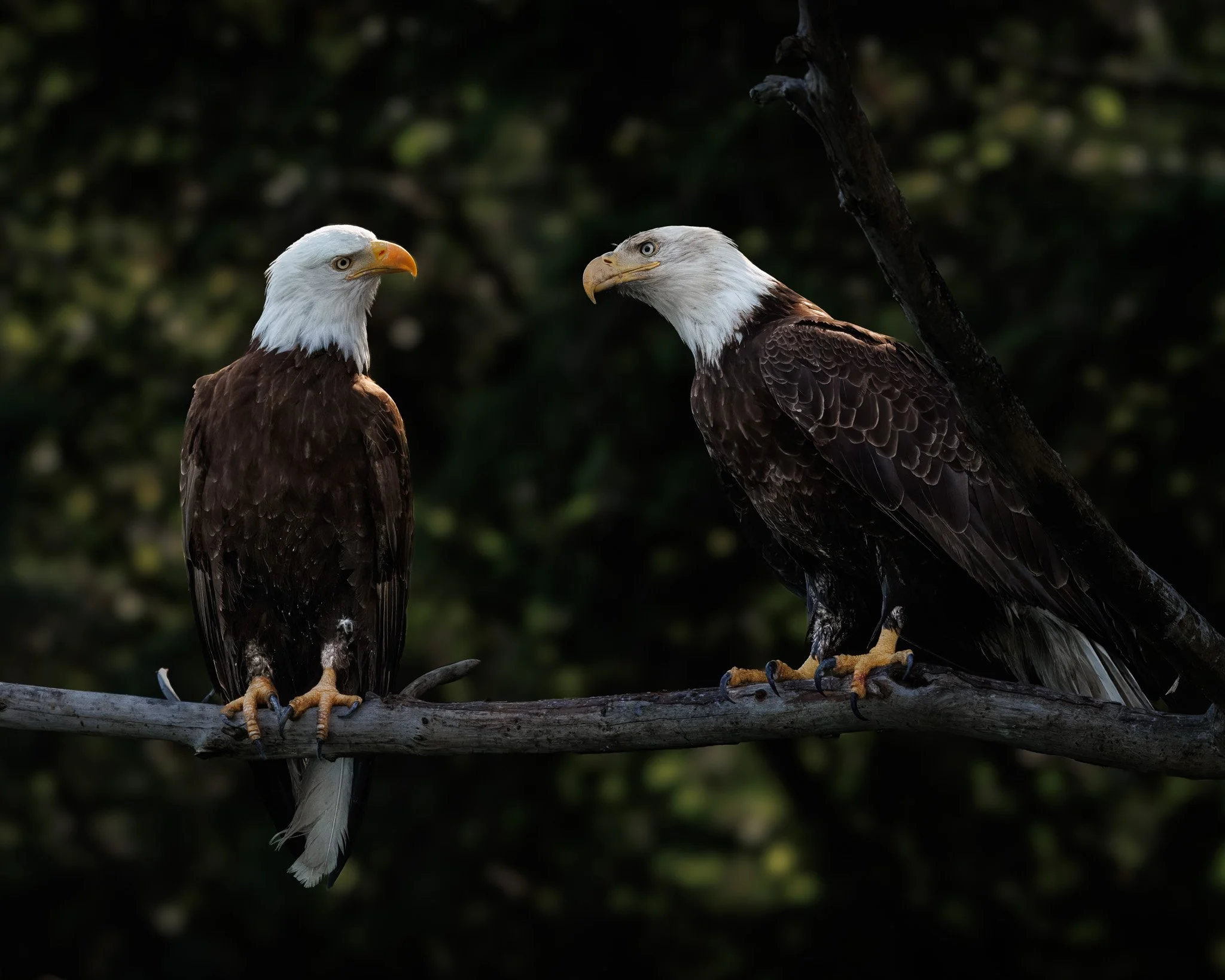 Two bald eagles in a tree looking at each other in Campbell River, BC, Canada.