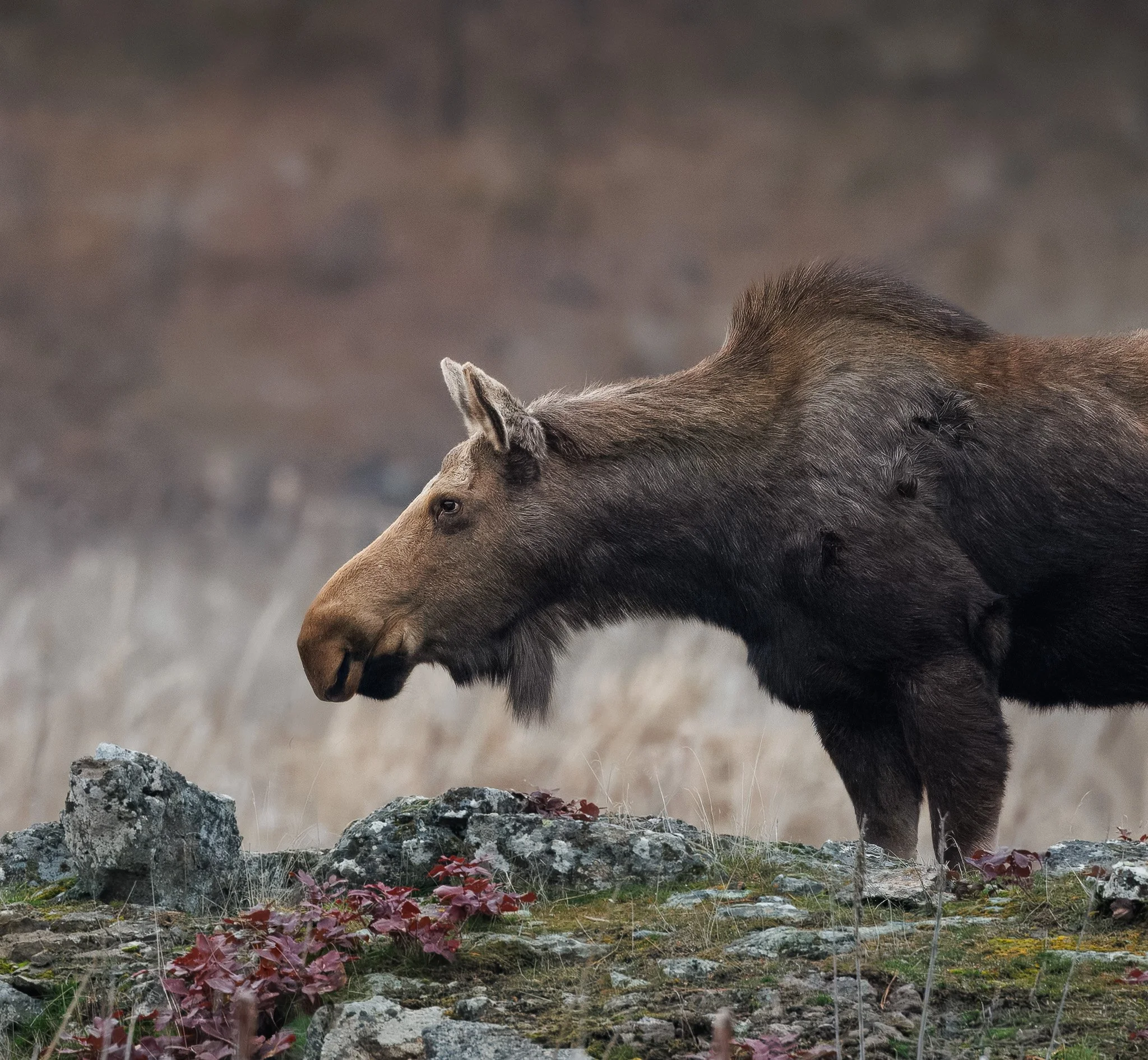 ROOTED
cow moose, turnbull national wildlife refuge, wa