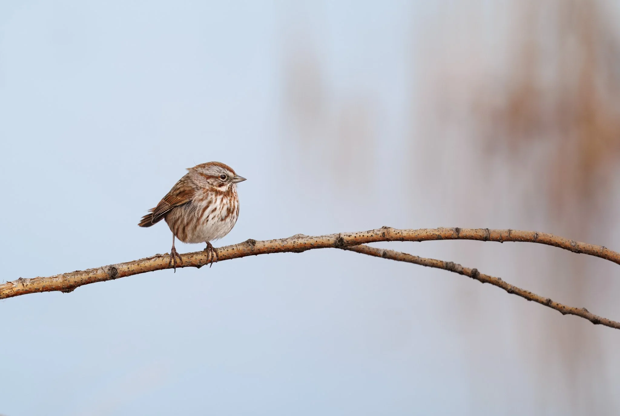 Song sparrow on a branch at saltese upland conservation area in Spokane WA.