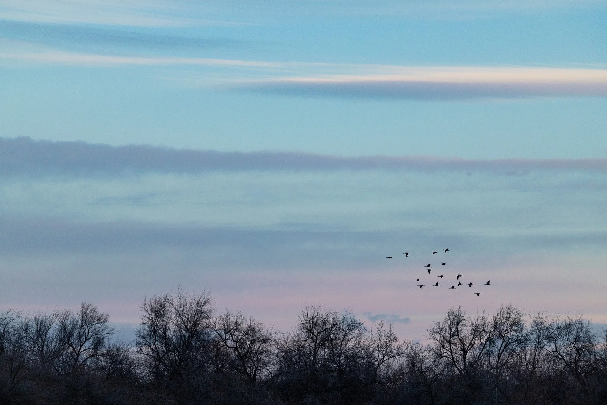A flock of sandhill cranes flying over trees in West Richland, Washington.