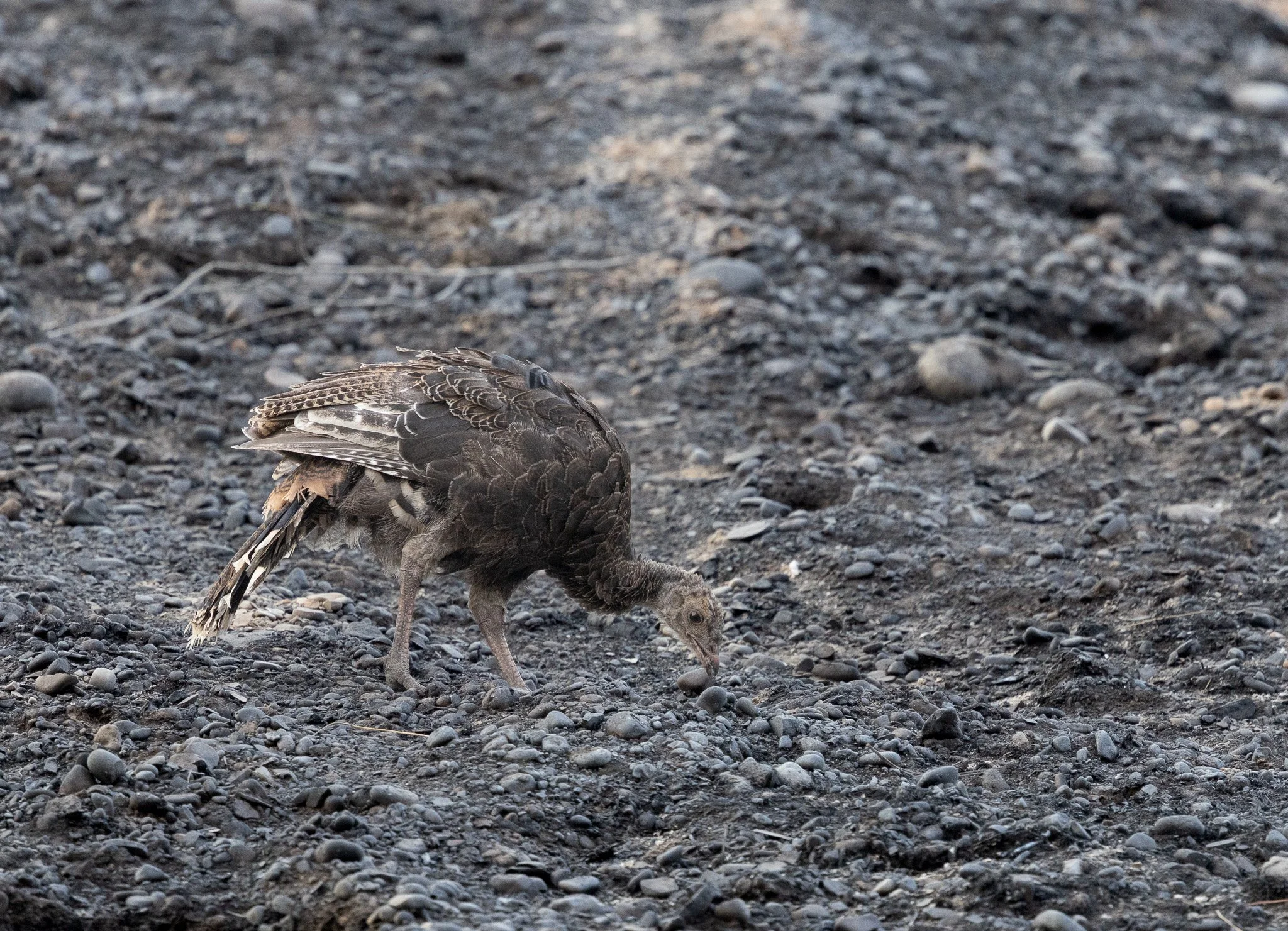 Young turkey looking for food in the burnt landscape.