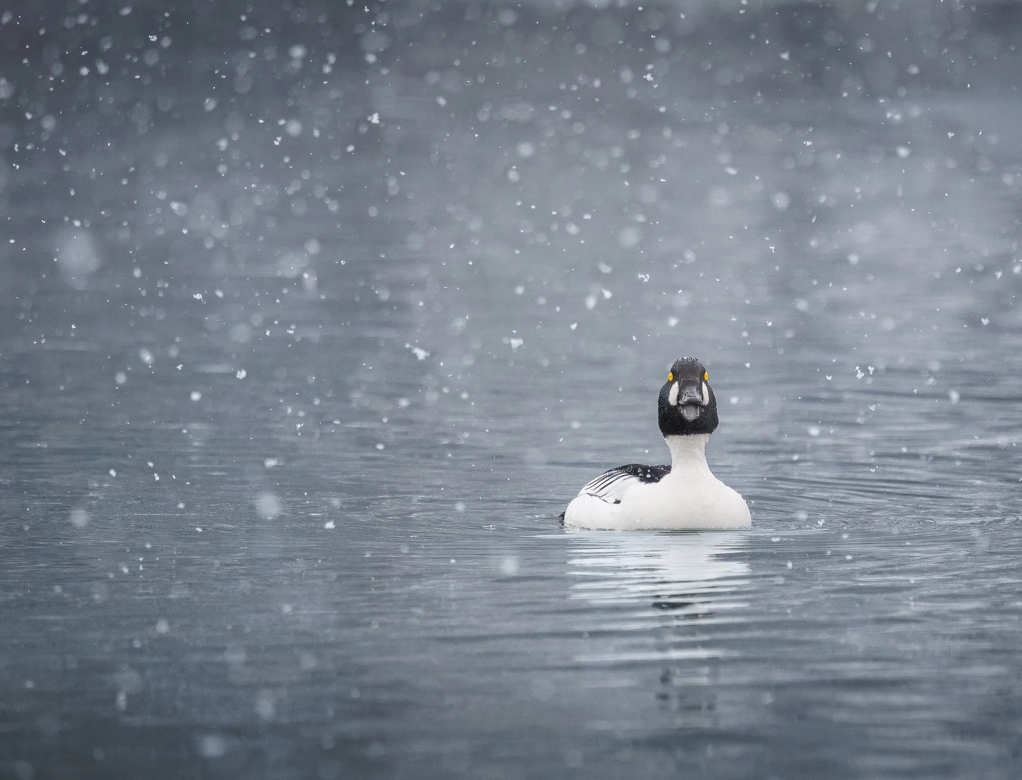 WINTER WATER
common goldeneye, spokane, wa
