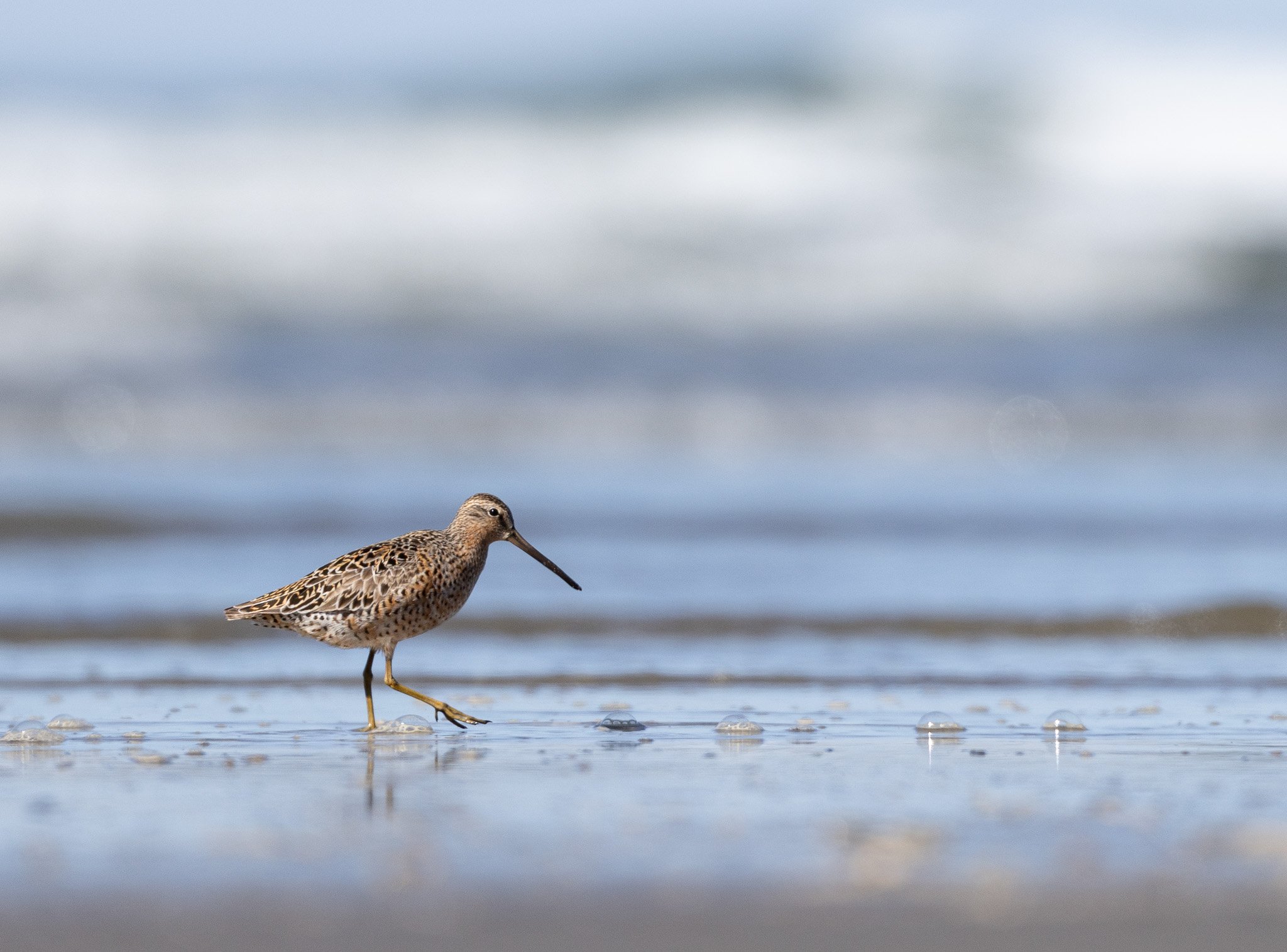 Long billed dowitcher on a Haida Gwaii beach.