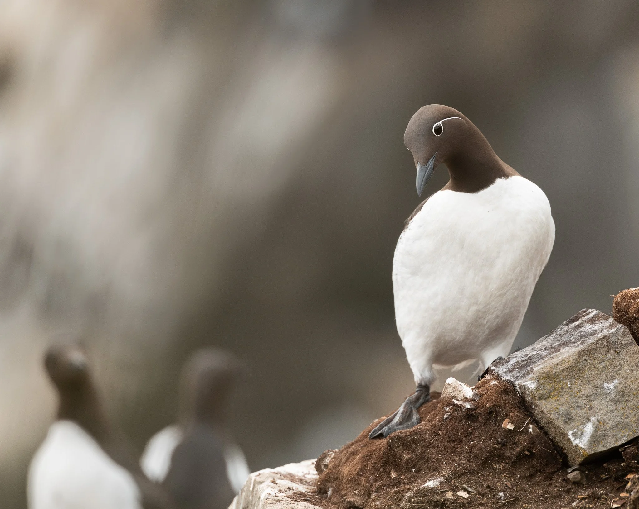 Murre standing on cliff in Newfoundland.