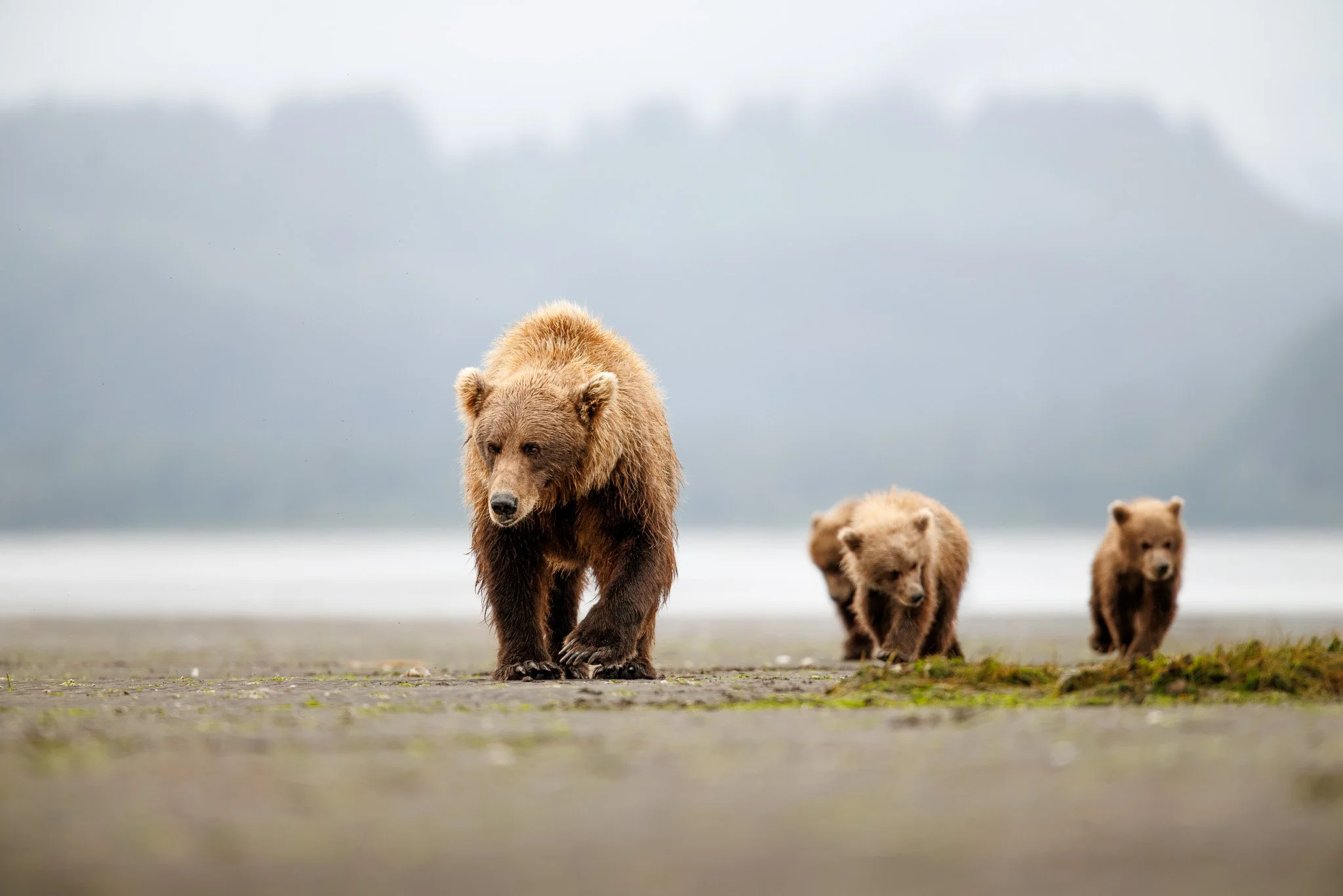 Mama brown bear with her three cubs on an Alaksan mud flat.