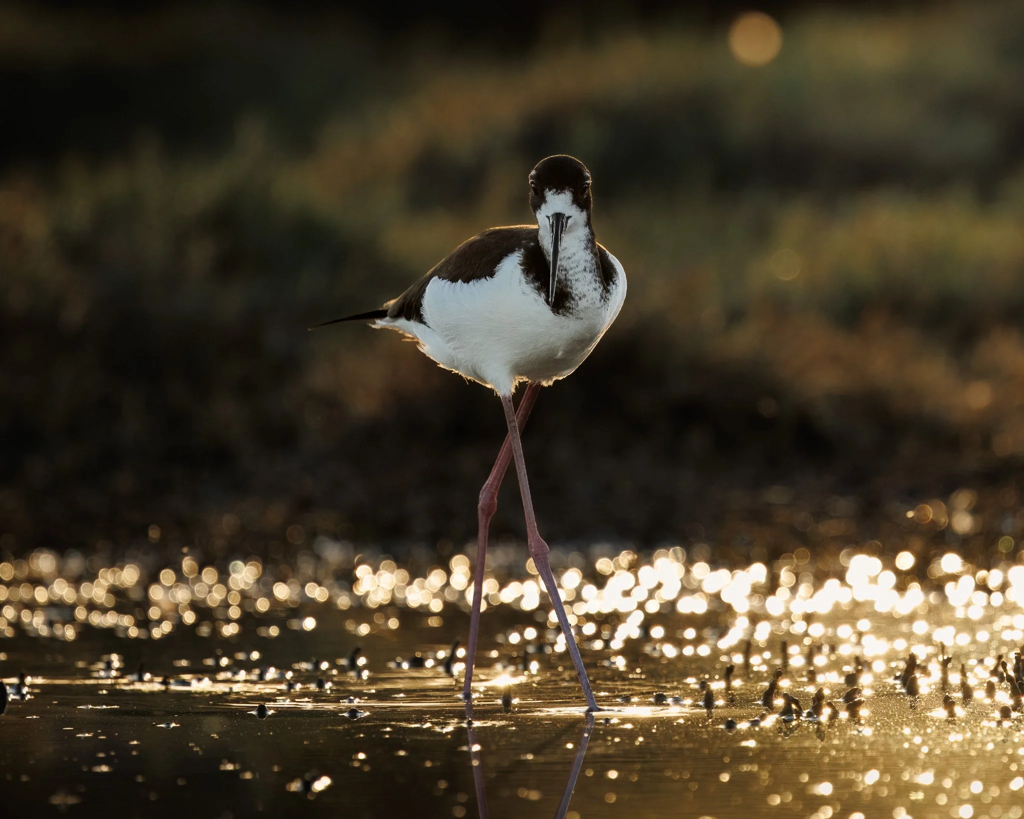 Hawaiian stilt in Maui, Hawaii. 