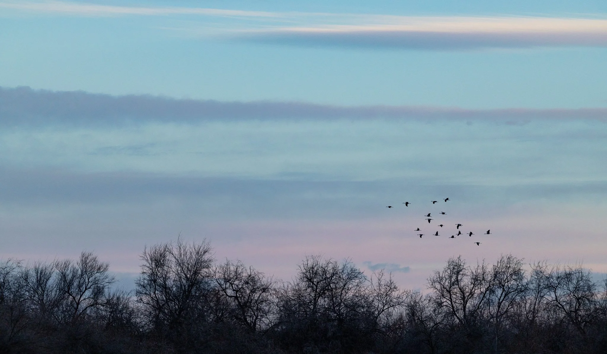 A flock of sandhill cranes flying about the trees with a pink and blue sky.