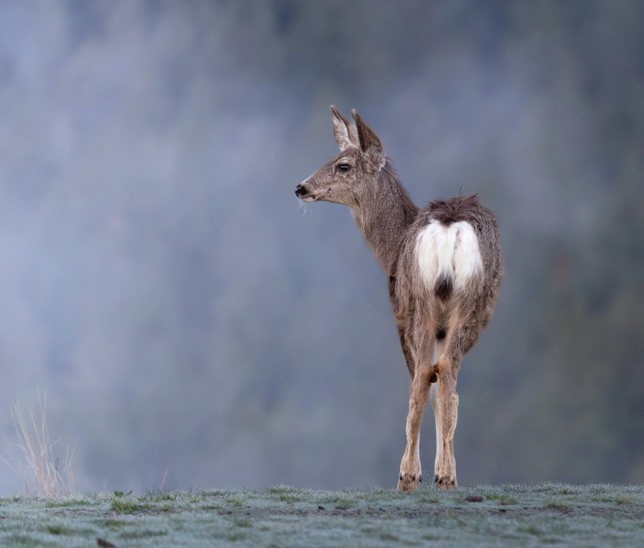 Mule deer in the morning fog in north Spokane.