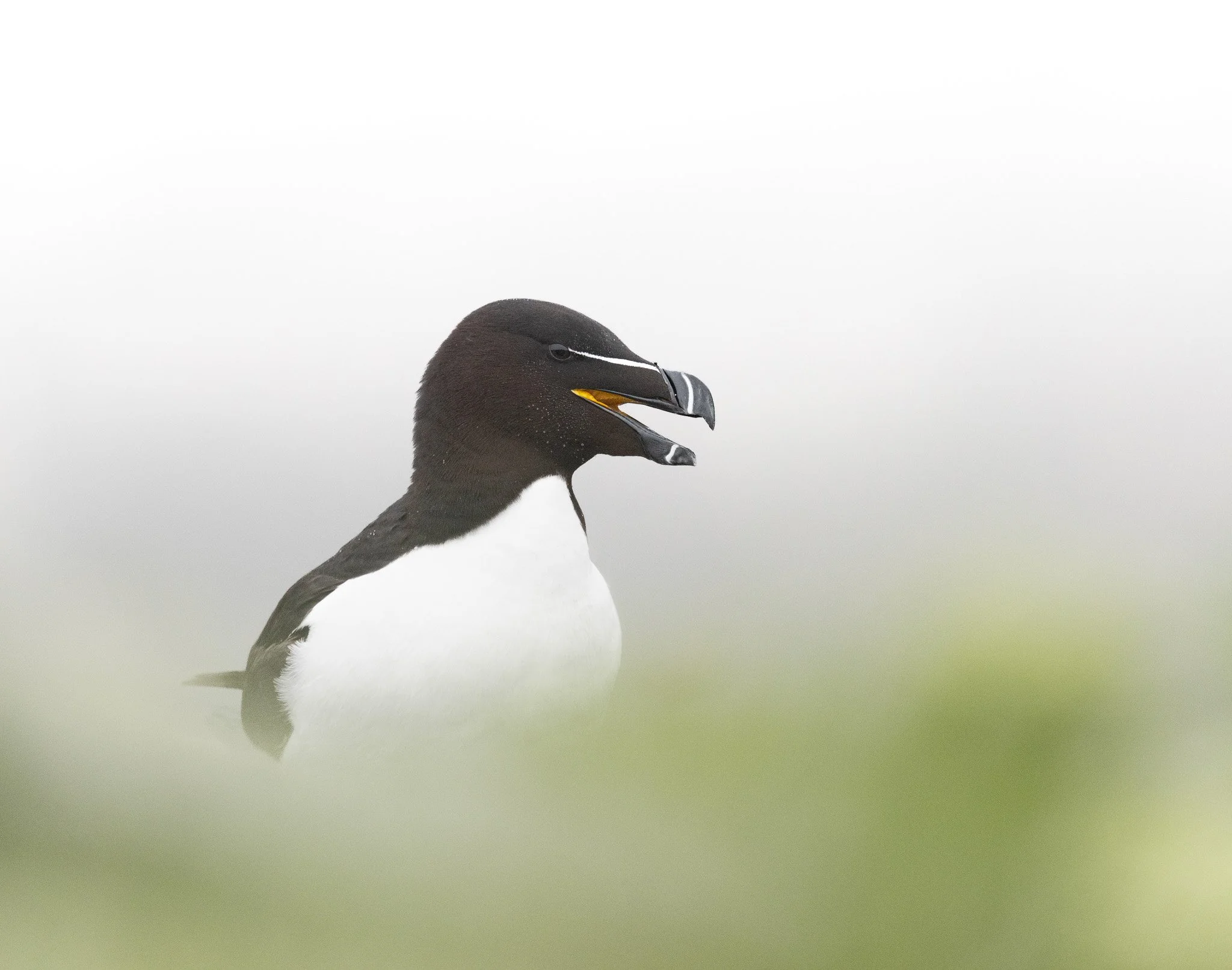 Razorbill with mouth open in Newfoundland.
