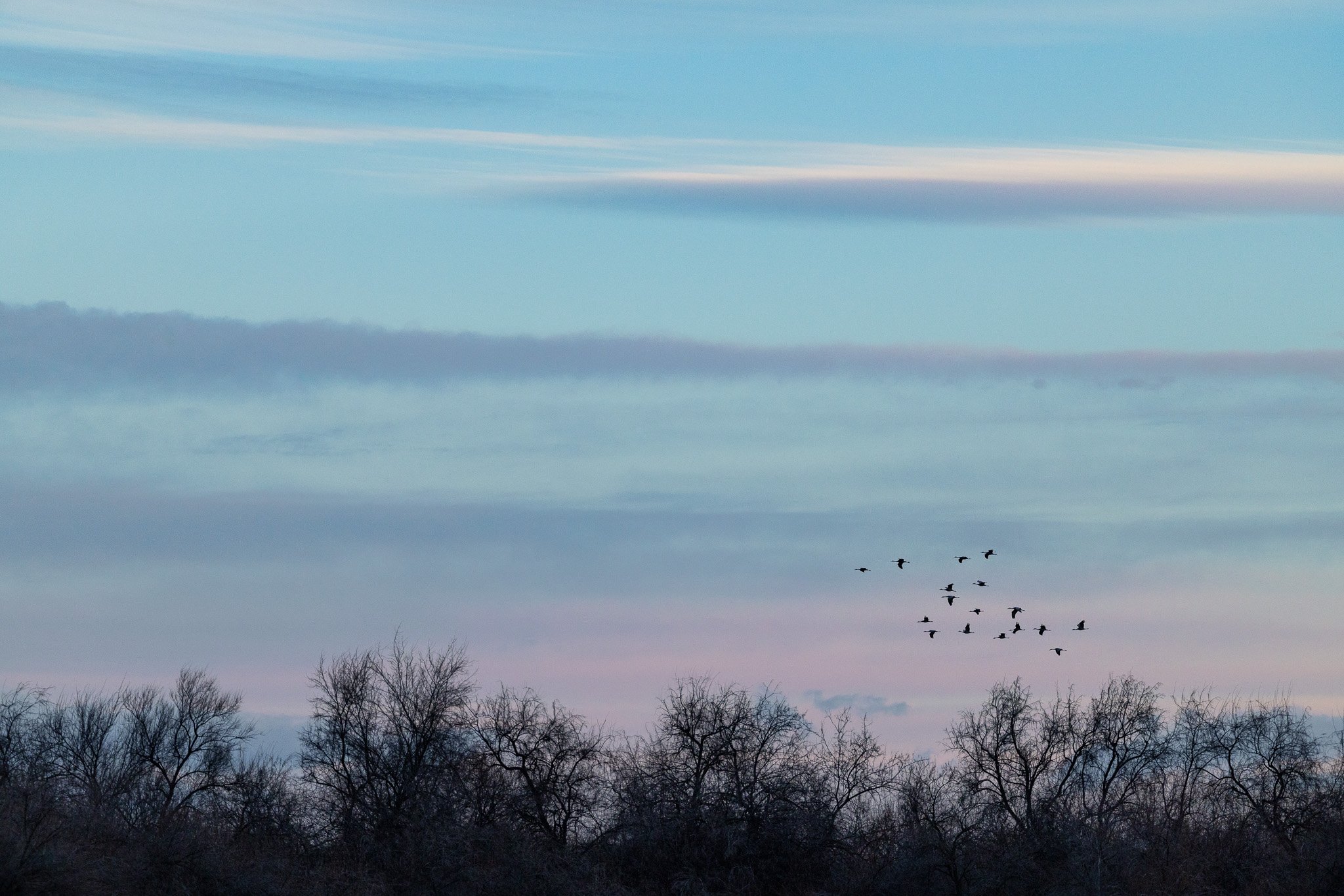 ABOVE THE TRESS
sandhill cranes, west richland, wa