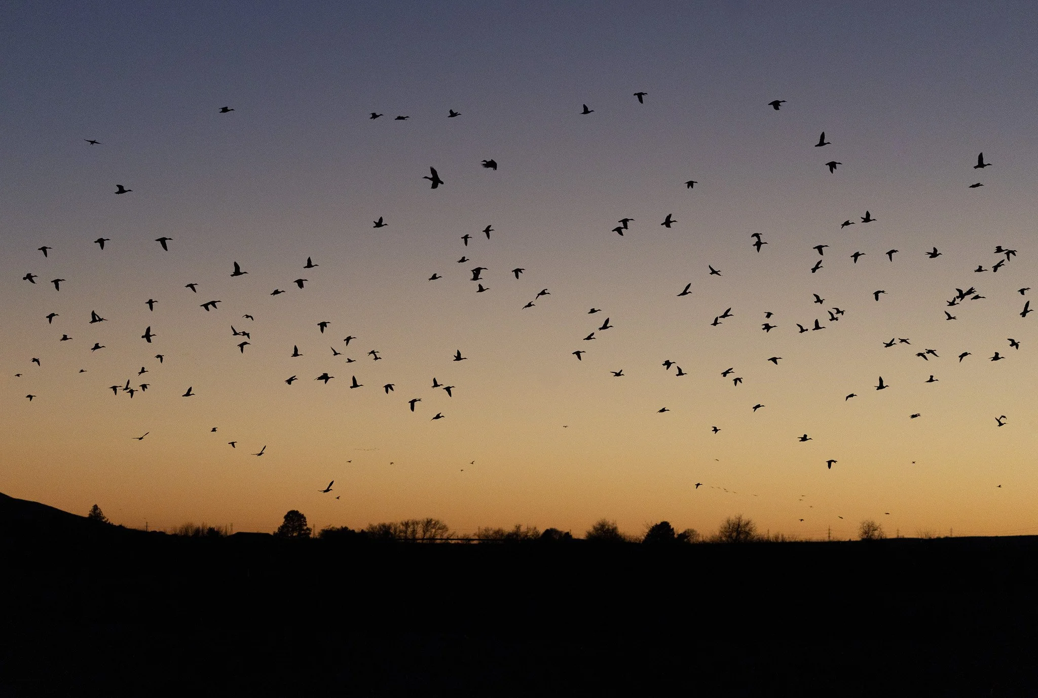 Sandhill cranes and waterfowls fly in a large flock in the setting sun sky in West Richland, WA.