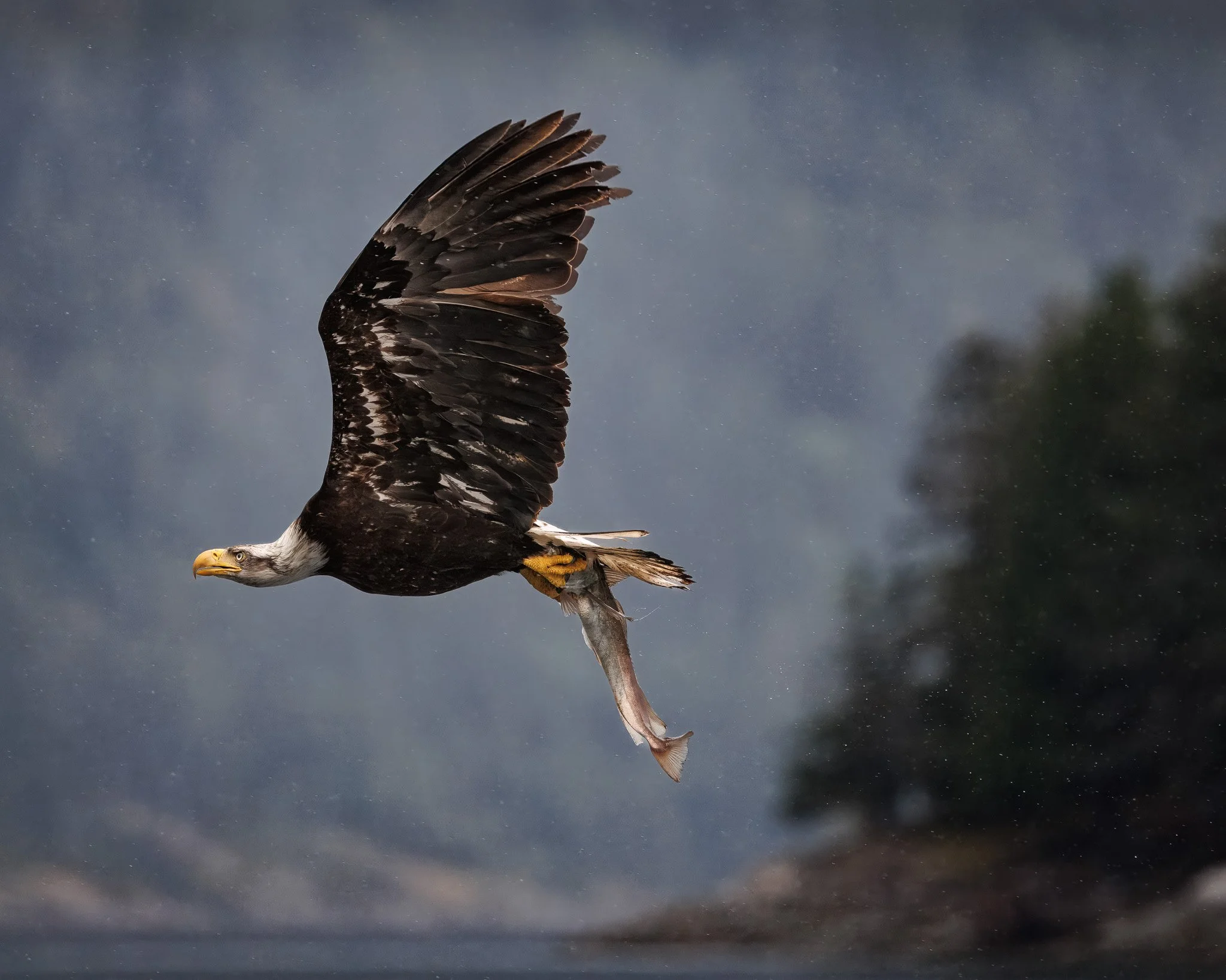 Bald eagle flying with a fish near Campbell River, British Columbia, Canada.
