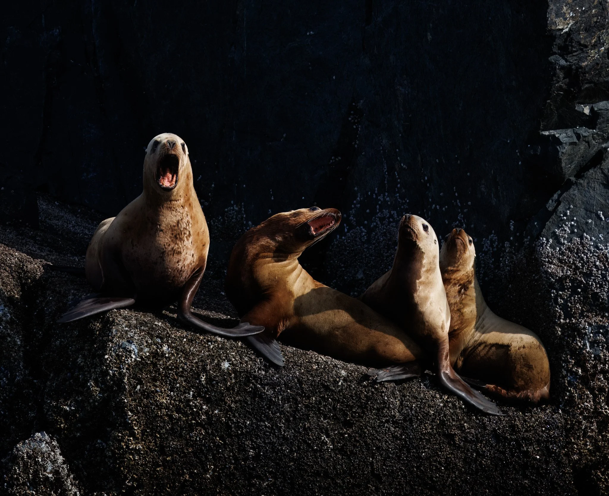 Sea lions at a Haida Gwaii rookery.
