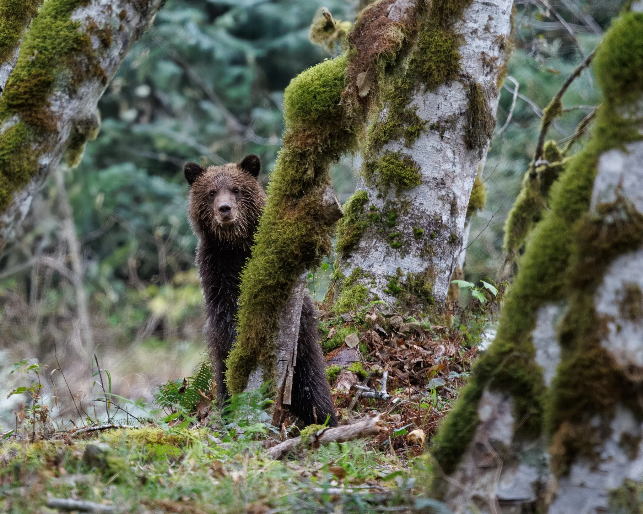 Grizzly bear cub looking around a tree.